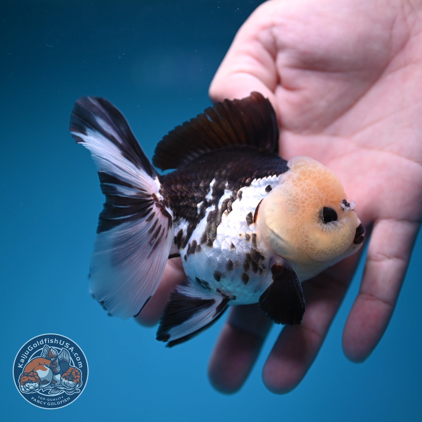 Panda Rose Tail Oranda 3 inch Body (260828_OR10)