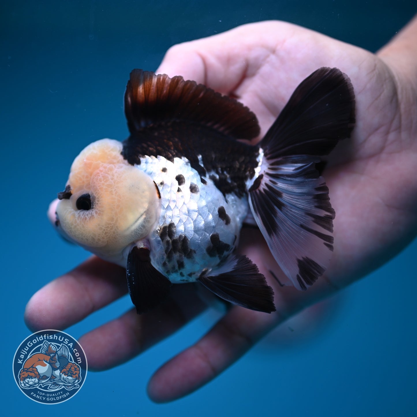 Panda Rose Tail Oranda 3 inch Body (260828_OR10)