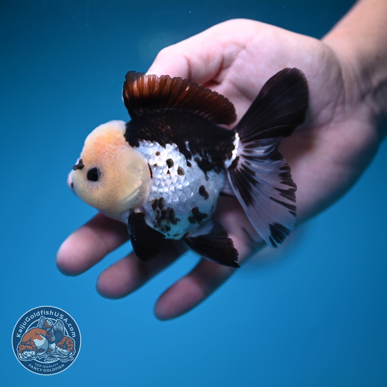 Panda Rose Tail Oranda 3 inch Body (260828_OR10)