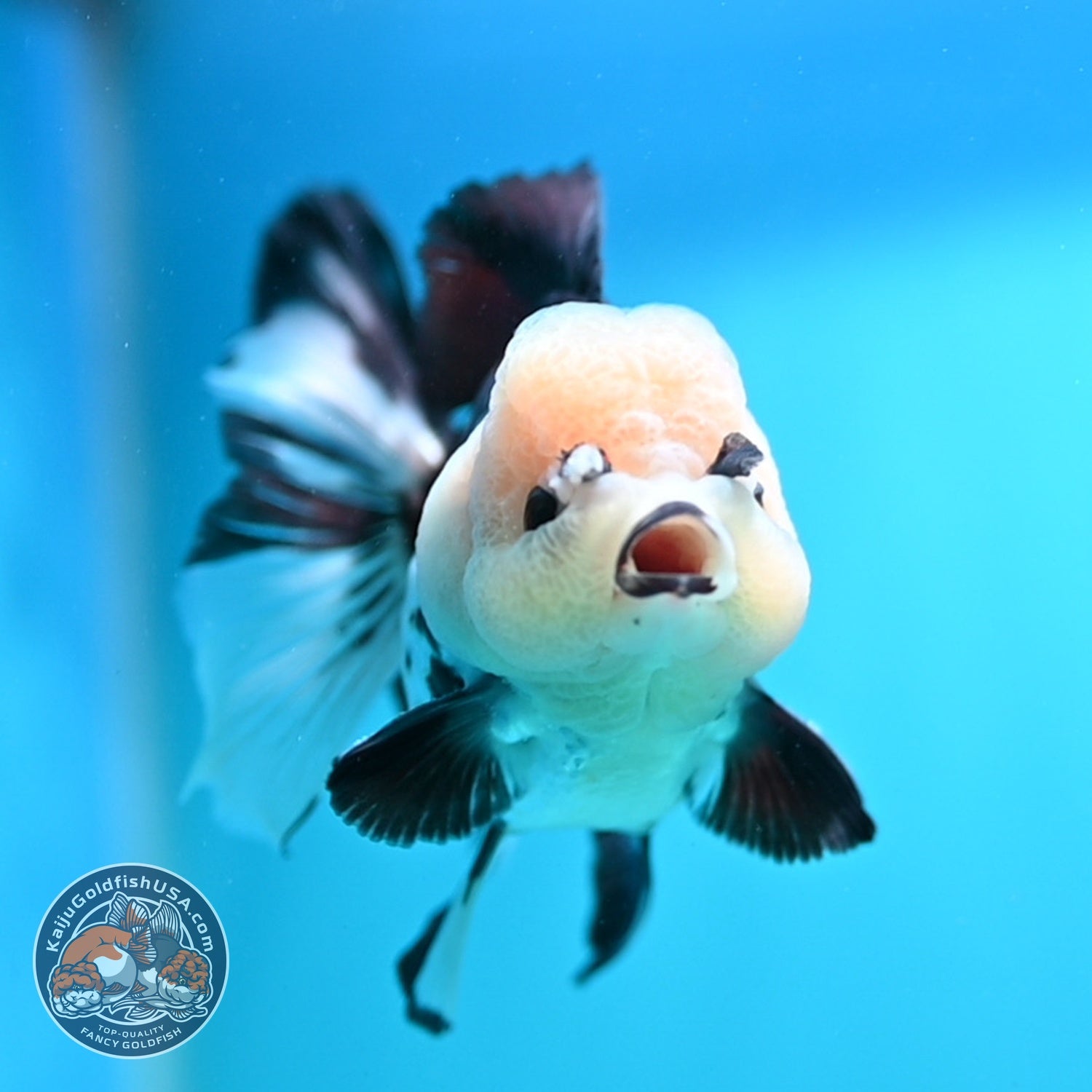 Panda Rose Tail Oranda 3 inch Body (260828_OR10)