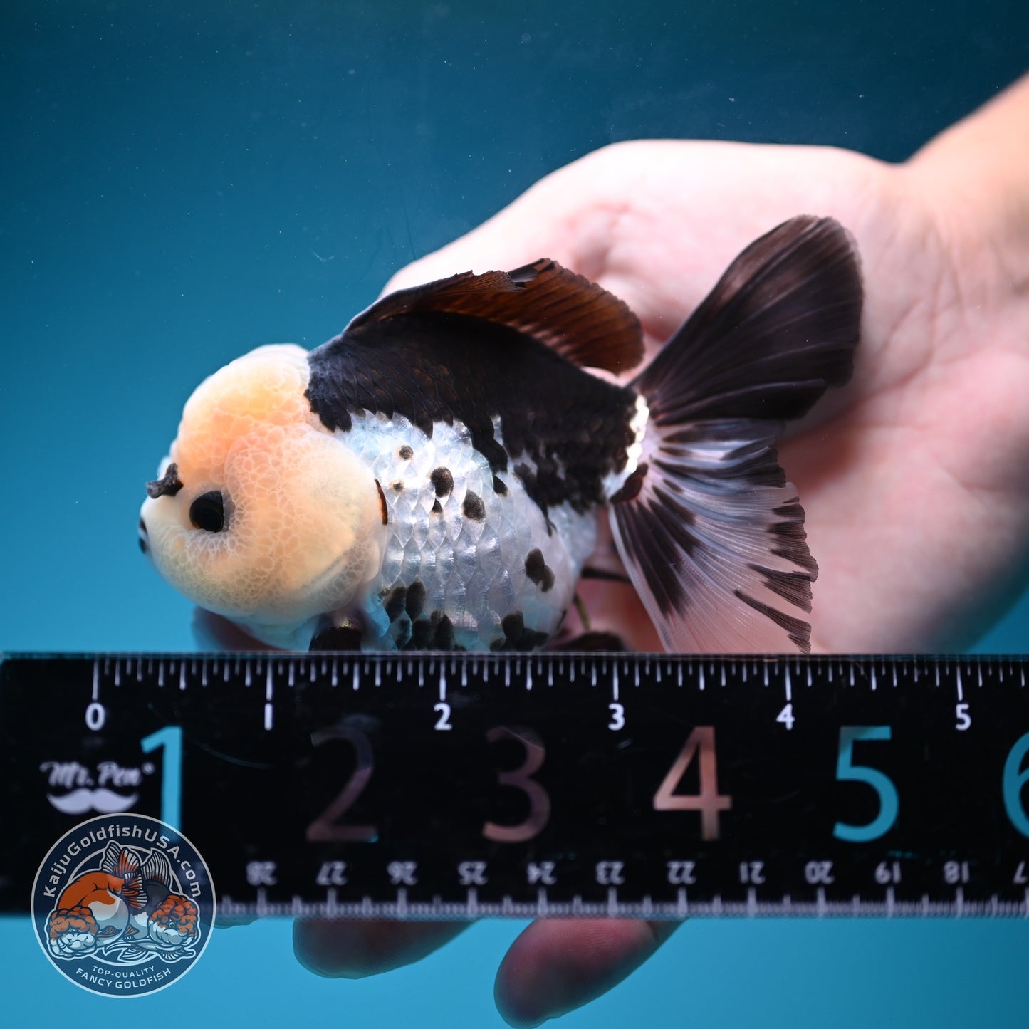 Panda Rose Tail Oranda 3 inch Body (260828_OR10)