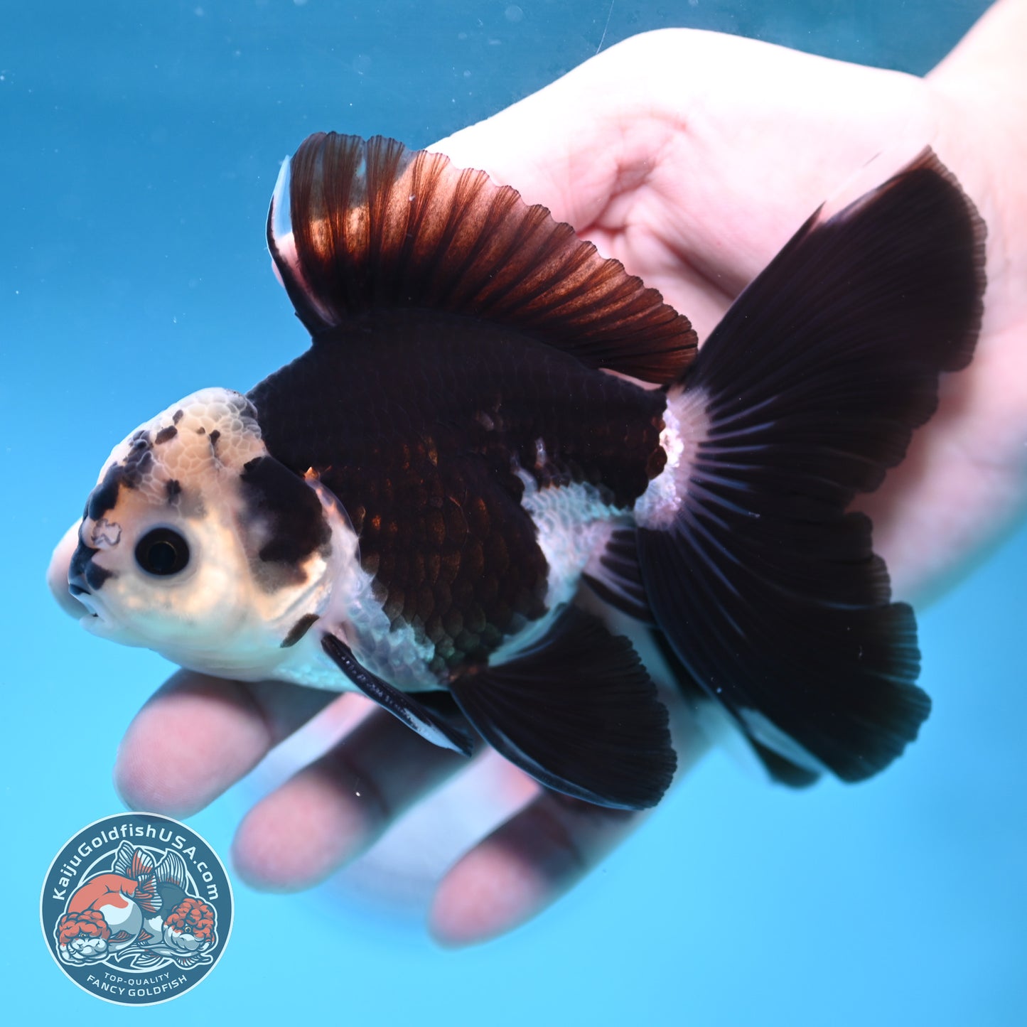 Panda Rosetail Oranda 3.5 inch Body (251219_OR05)