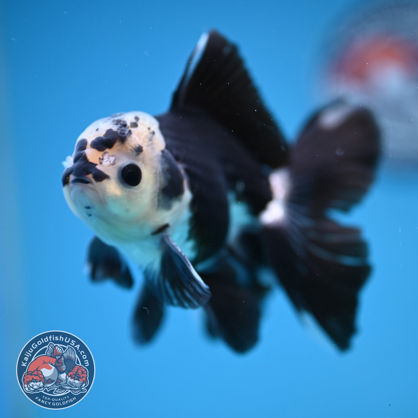 Panda Rosetail Oranda 3.5 inch Body (251219_OR05)