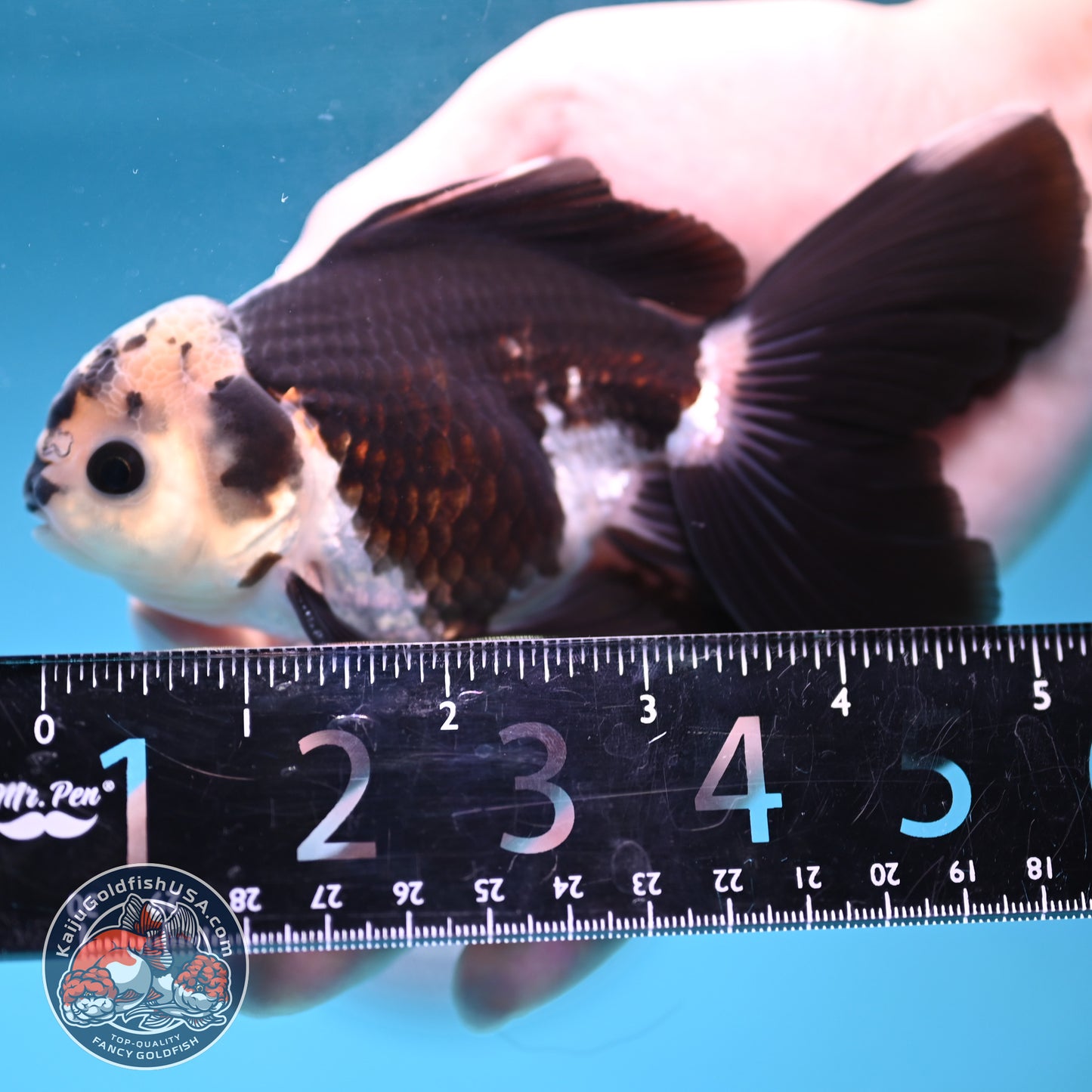 Panda Rosetail Oranda 3.5 inch Body (251219_OR05)