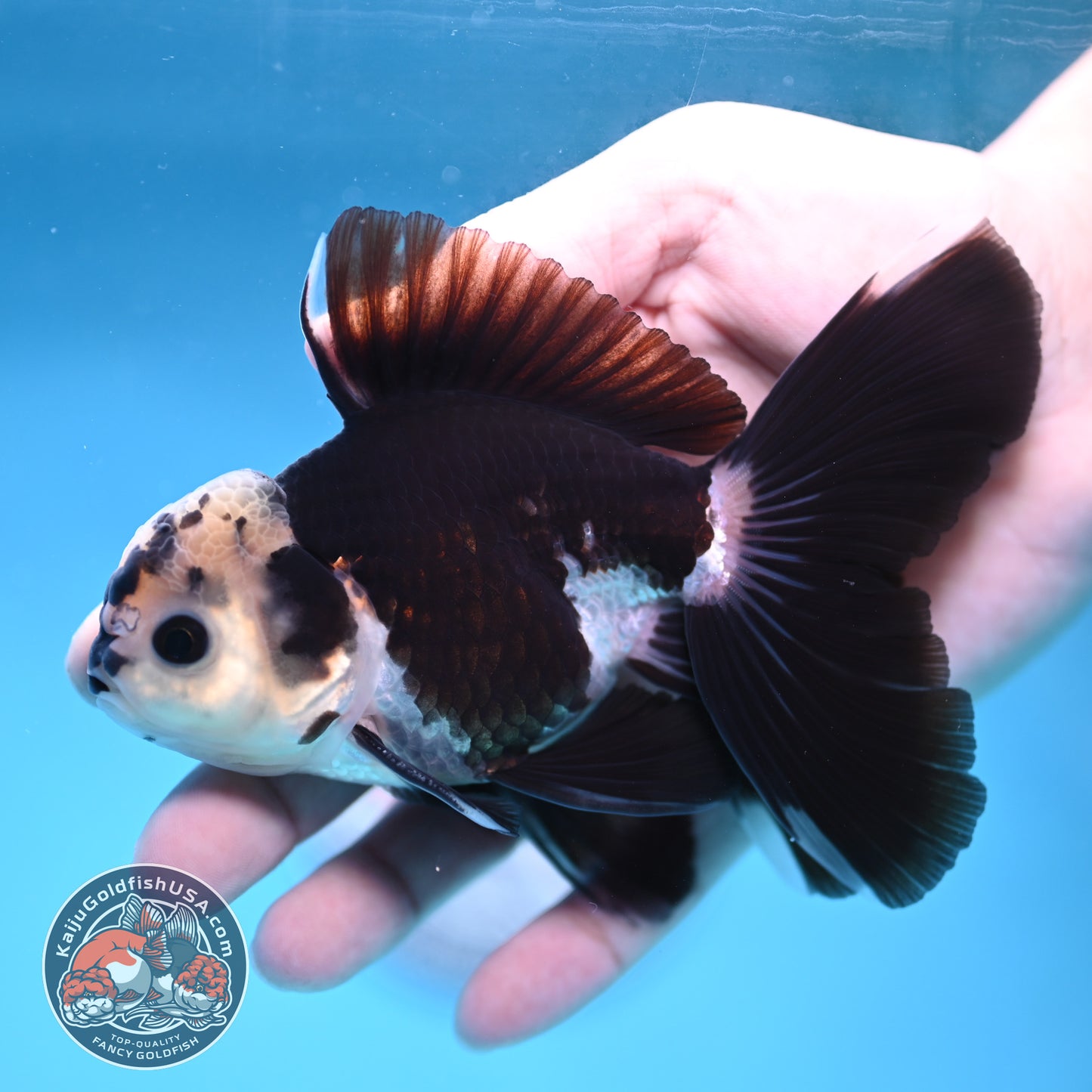 Panda Rosetail Oranda 3.5 inch Body (251219_OR05)