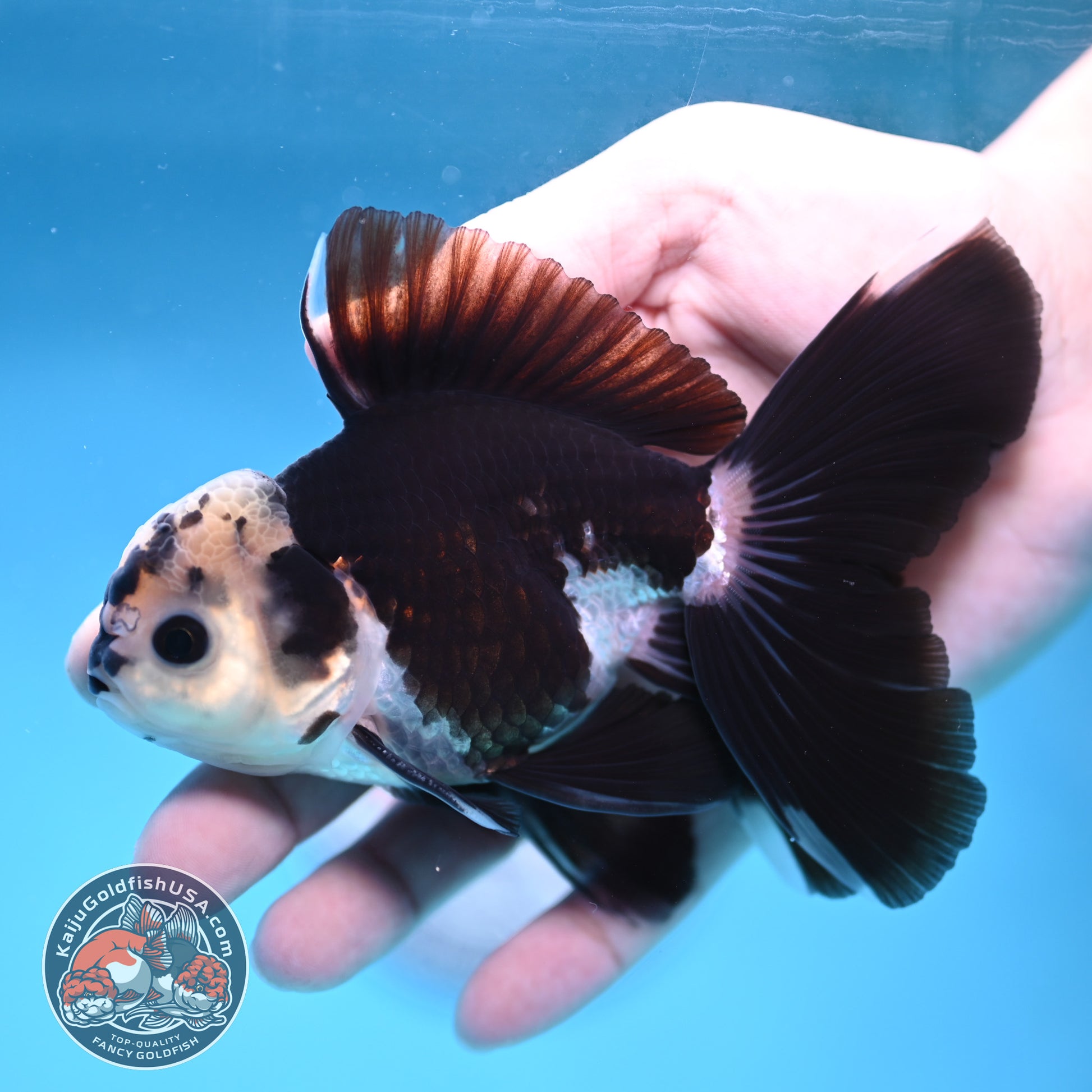 Panda Rosetail Oranda 3.5 inch Body (251219_OR05)