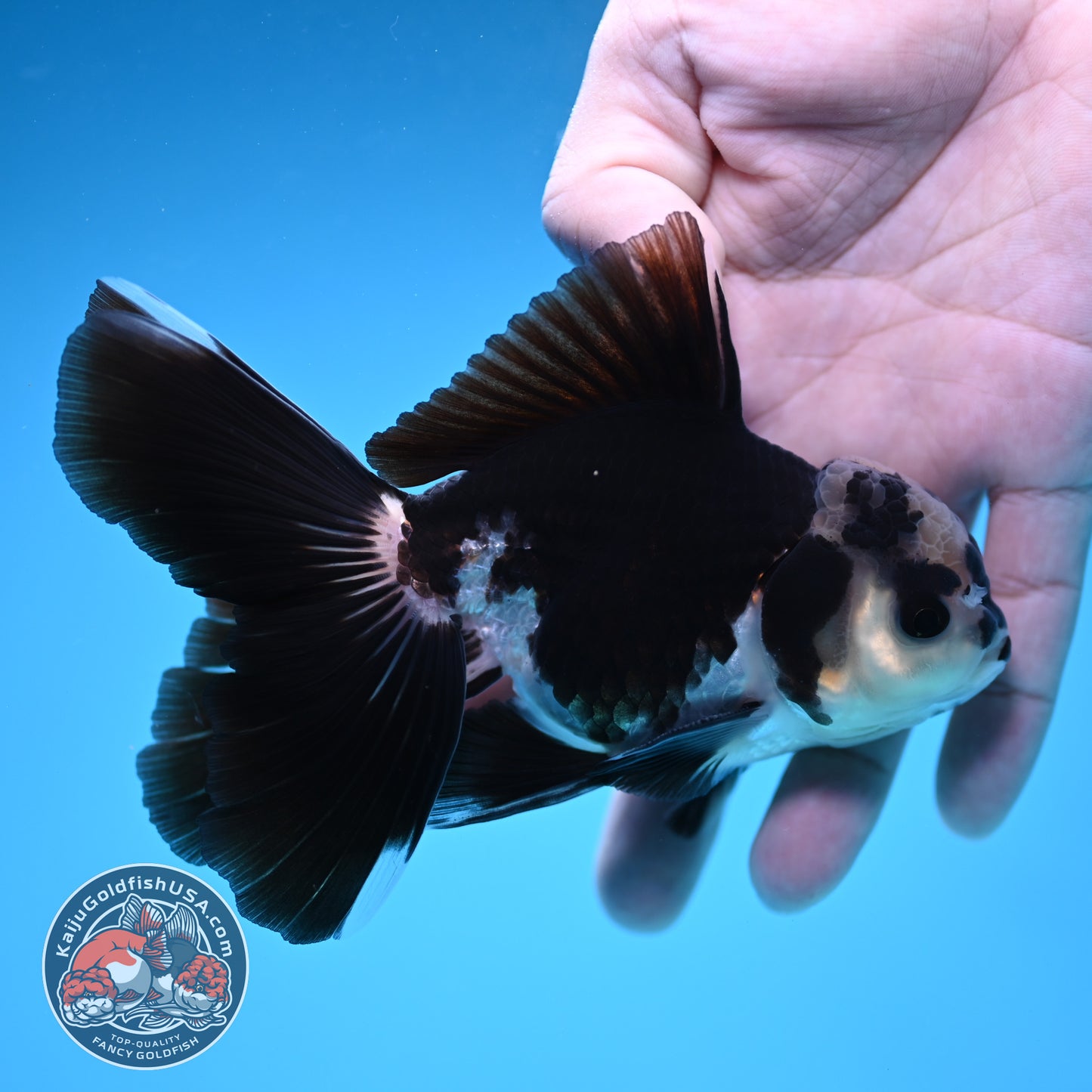 Panda Rosetail Oranda 3.5 inch Body (251219_OR05)