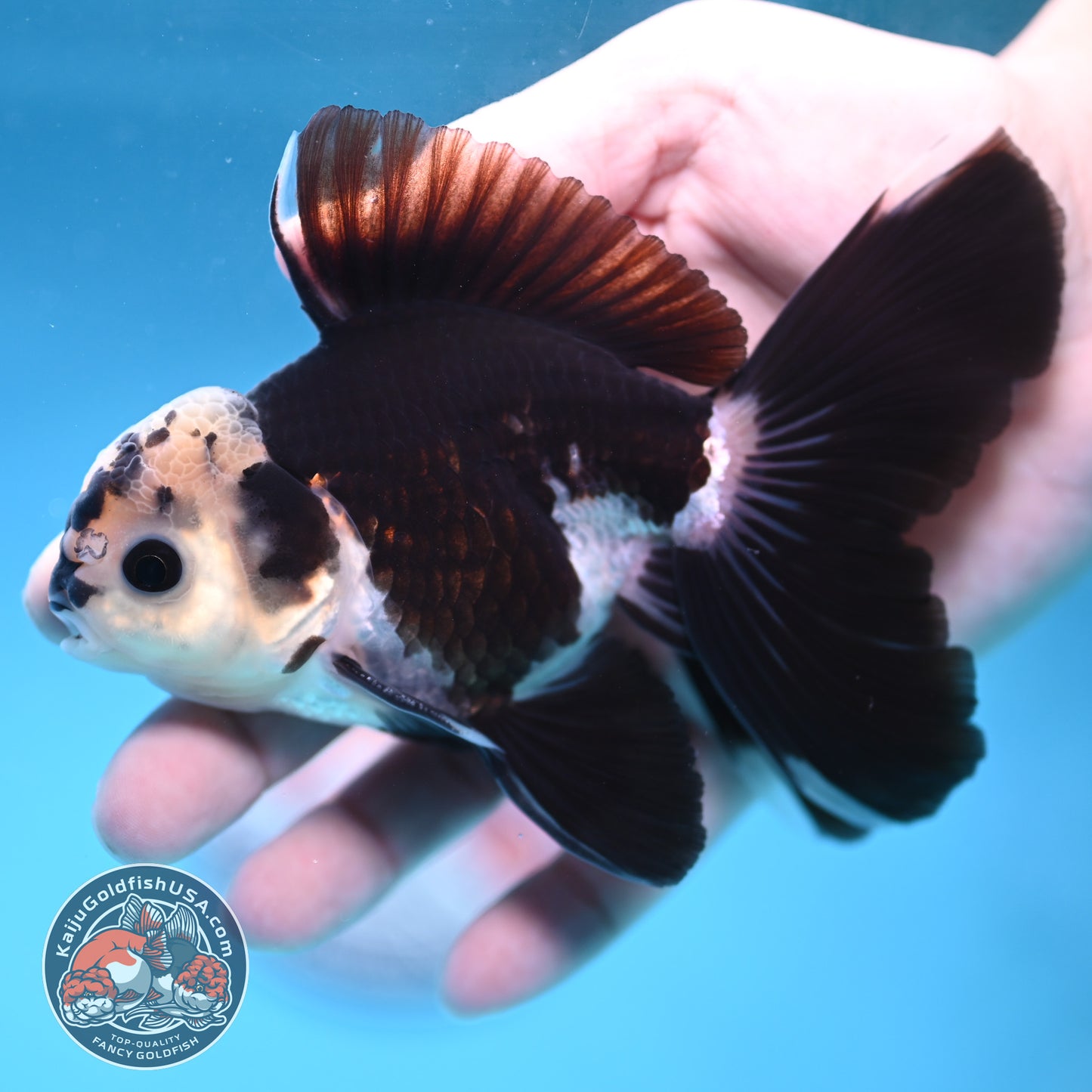 Panda Rosetail Oranda 3.5 inch Body (251219_OR05)
