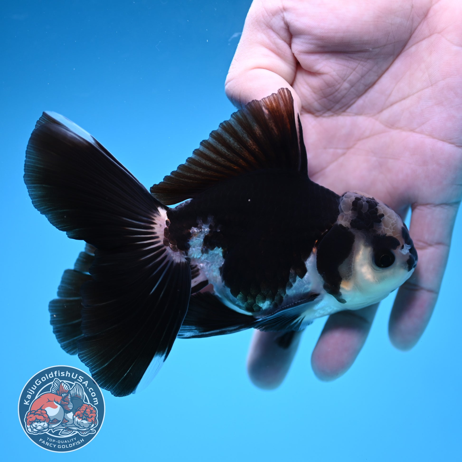 Panda Rosetail Oranda 3.5 inch Body (251219_OR05)