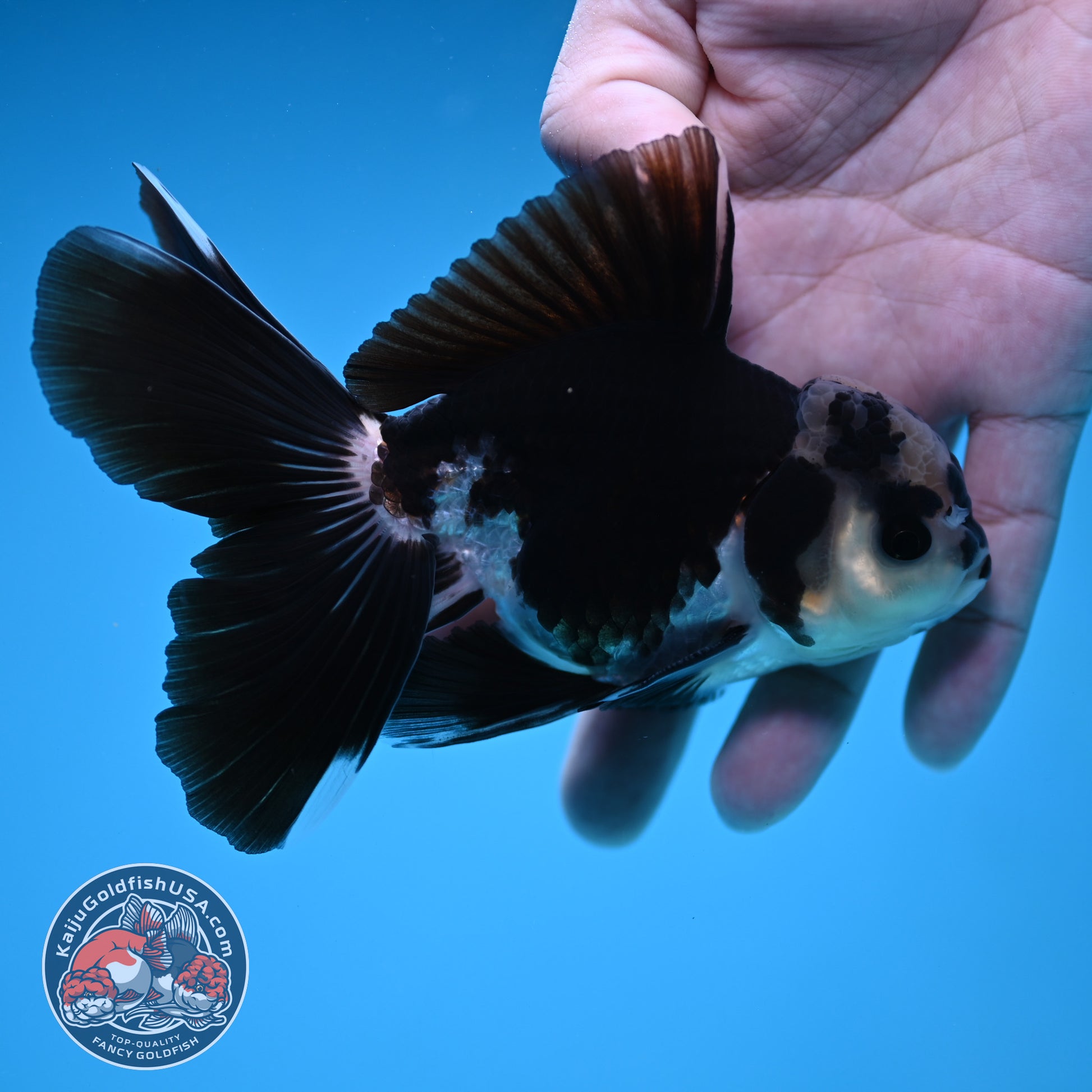Panda Rosetail Oranda 3.5 inch Body (251219_OR05)