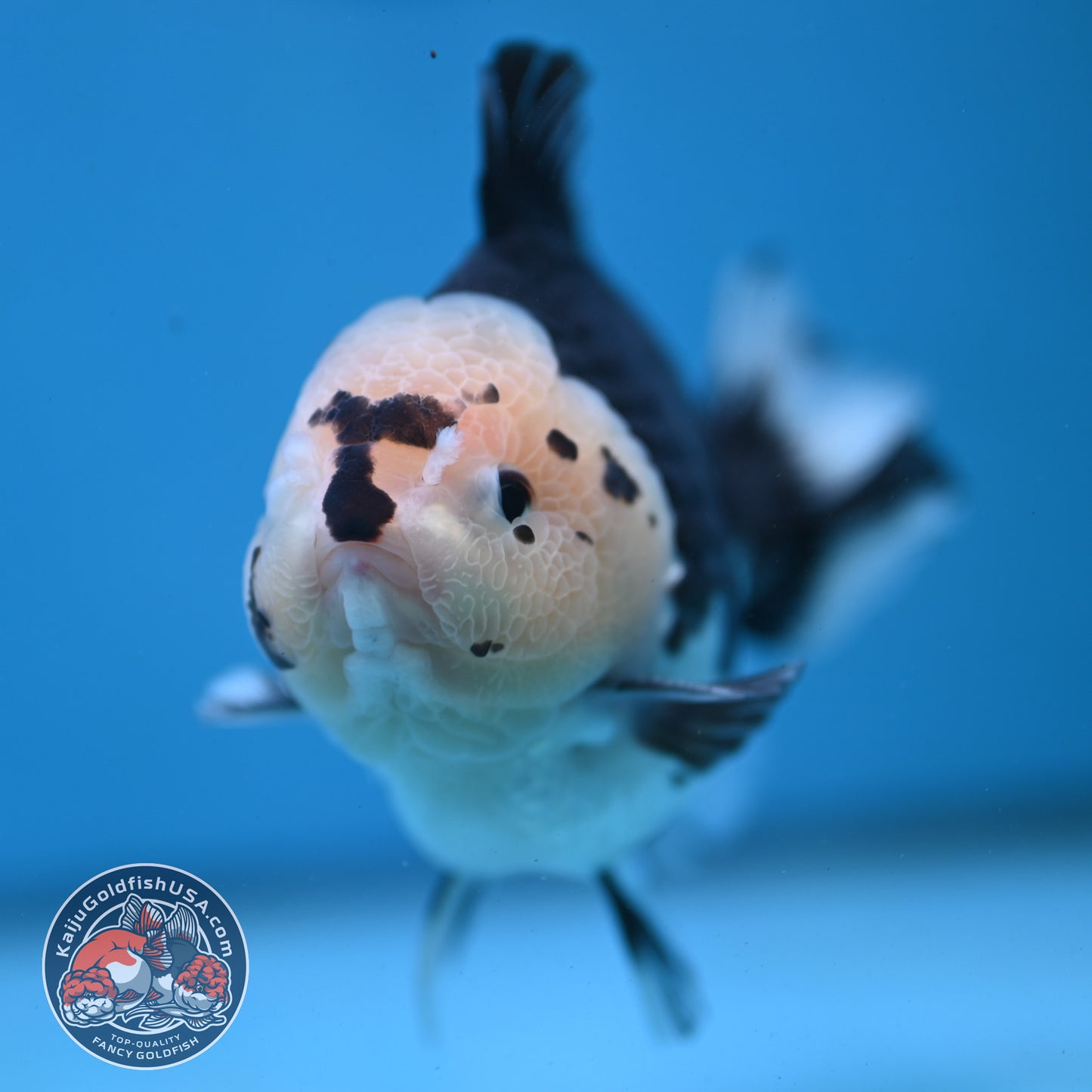 Panda YuanBao Oranda 4 inch Body (251121_OR01)