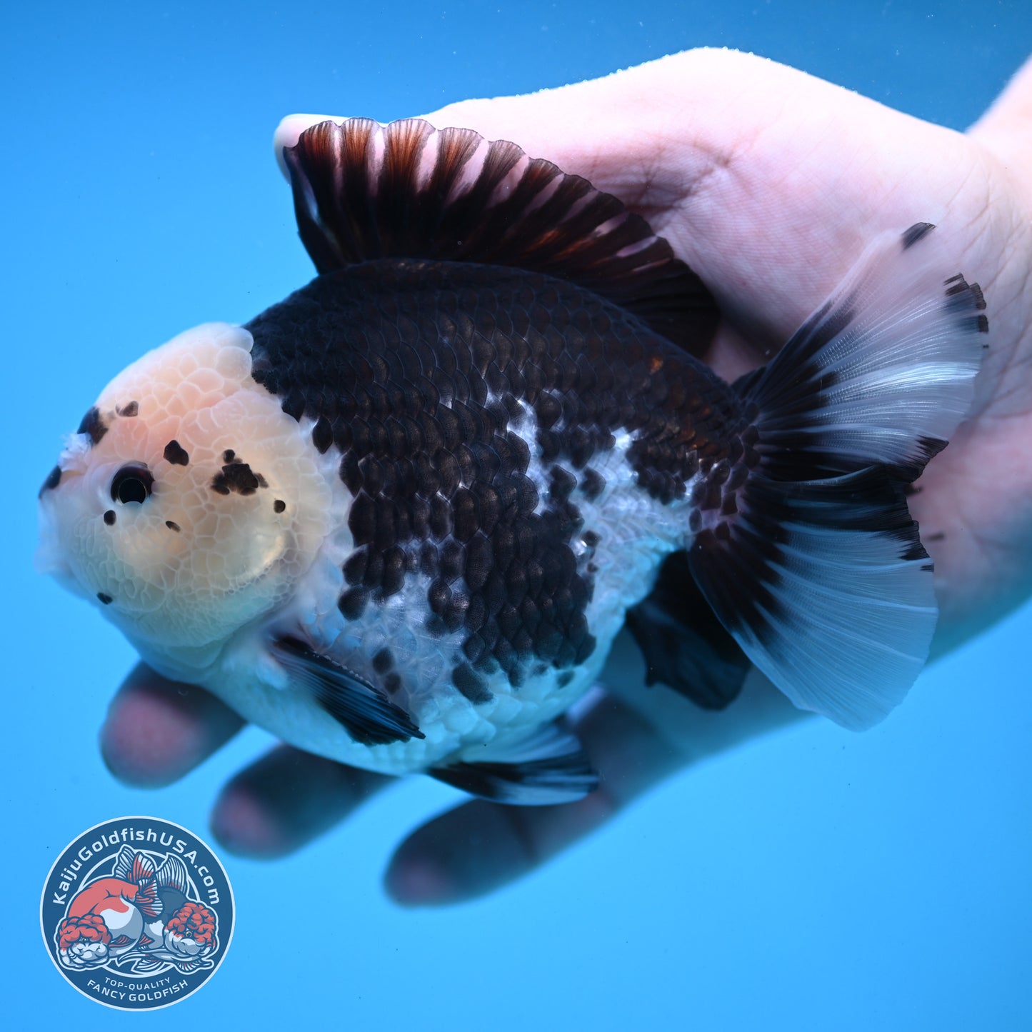 Panda YuanBao Oranda 4 inch Body (251121_OR01)