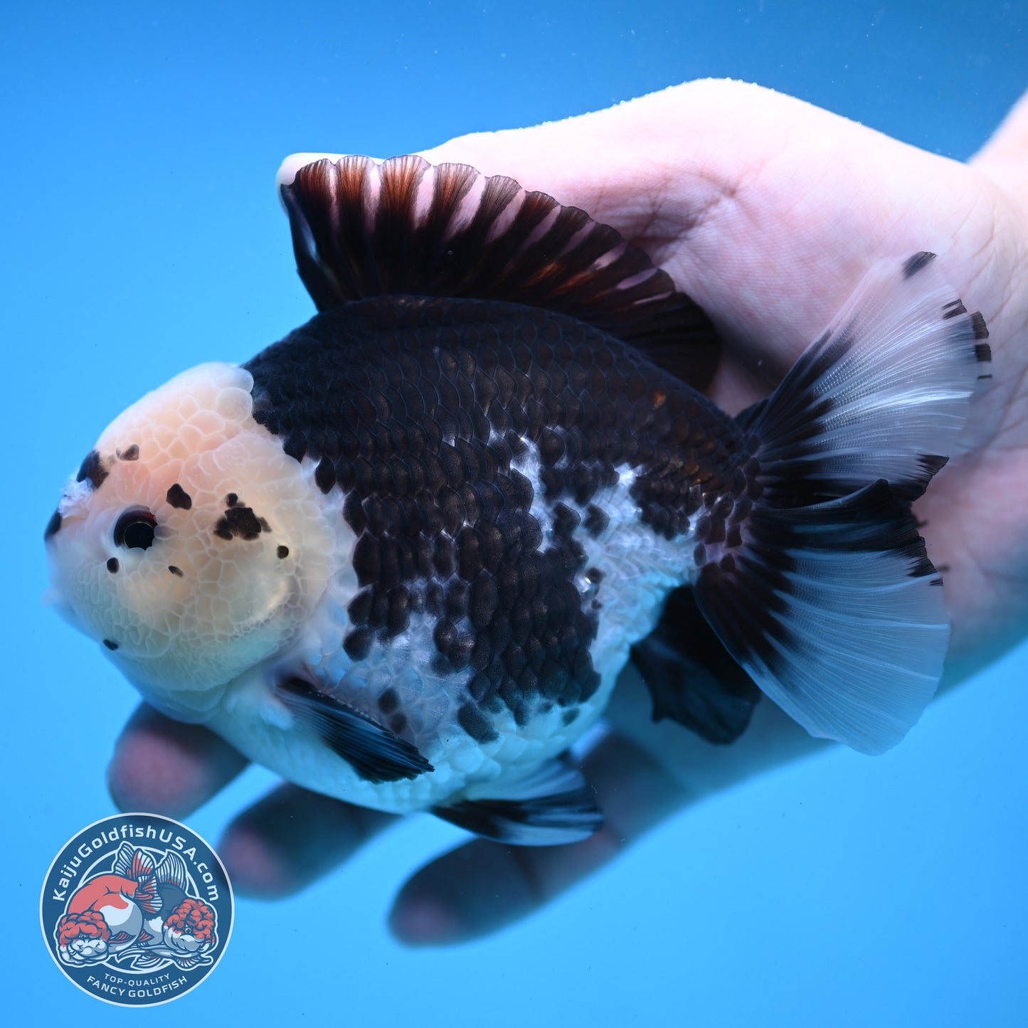 Panda YuanBao Oranda 4 inch Body (251121_OR01)