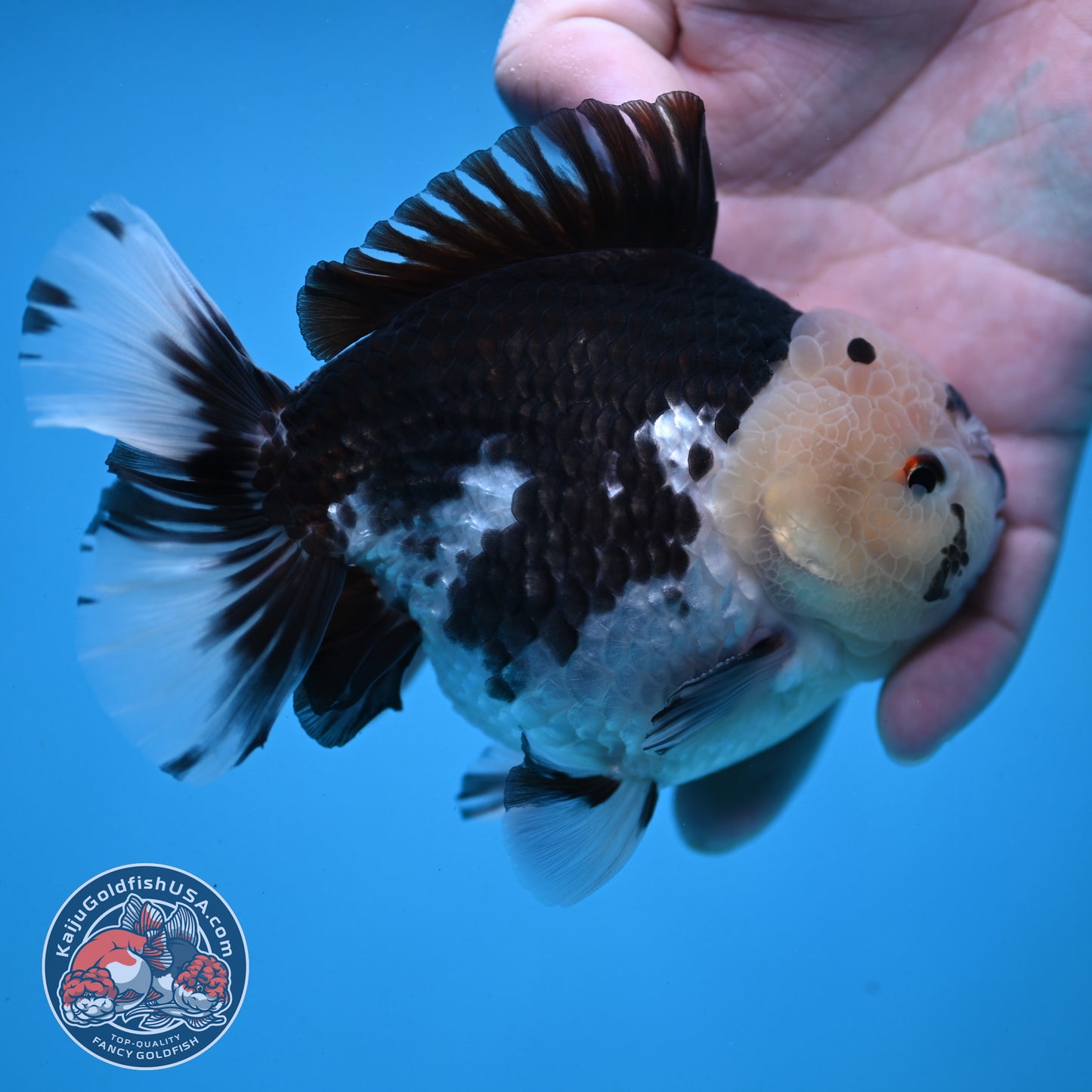 Panda YuanBao Oranda 4 inch Body (251121_OR01)