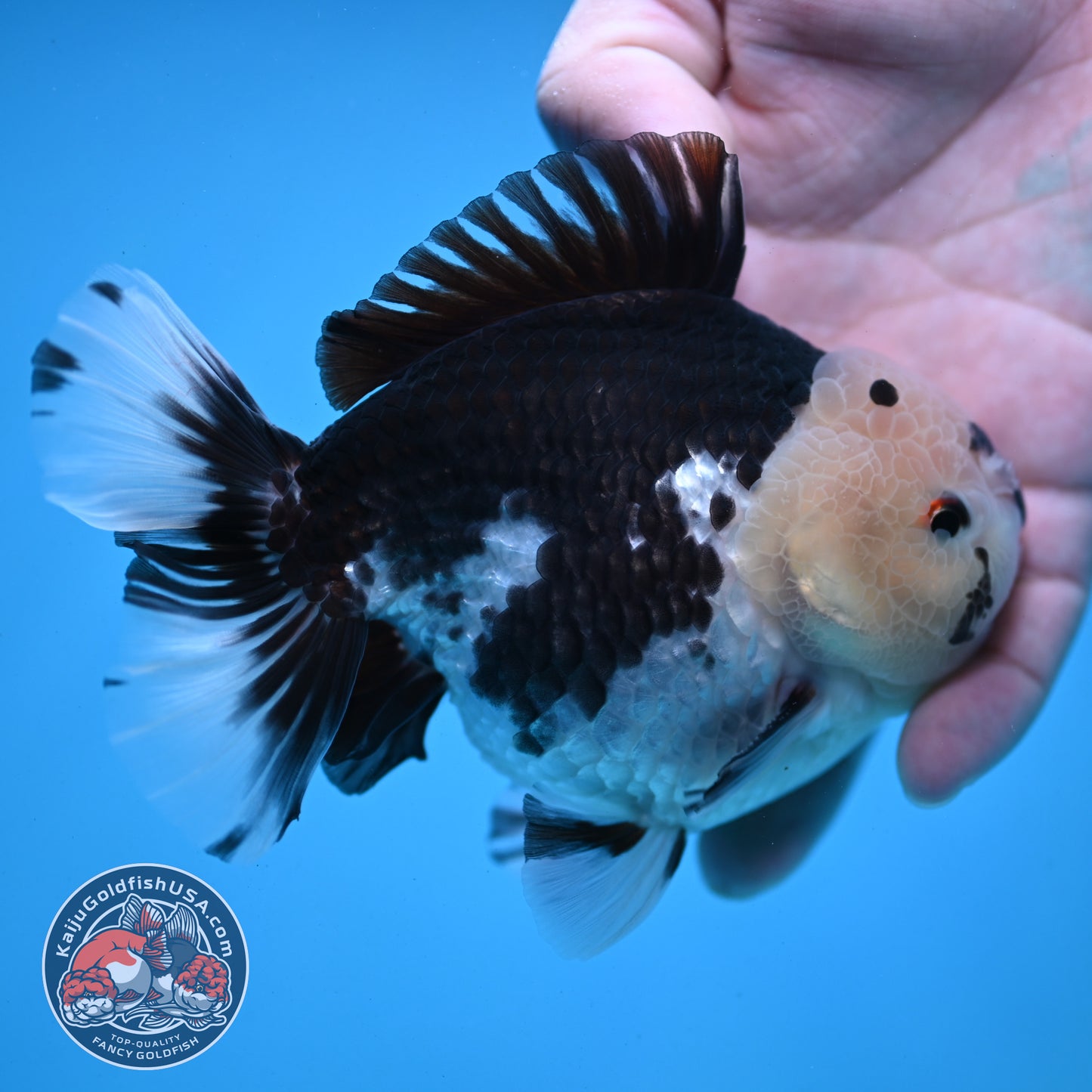 Panda YuanBao Oranda 4 inch Body (251121_OR01)