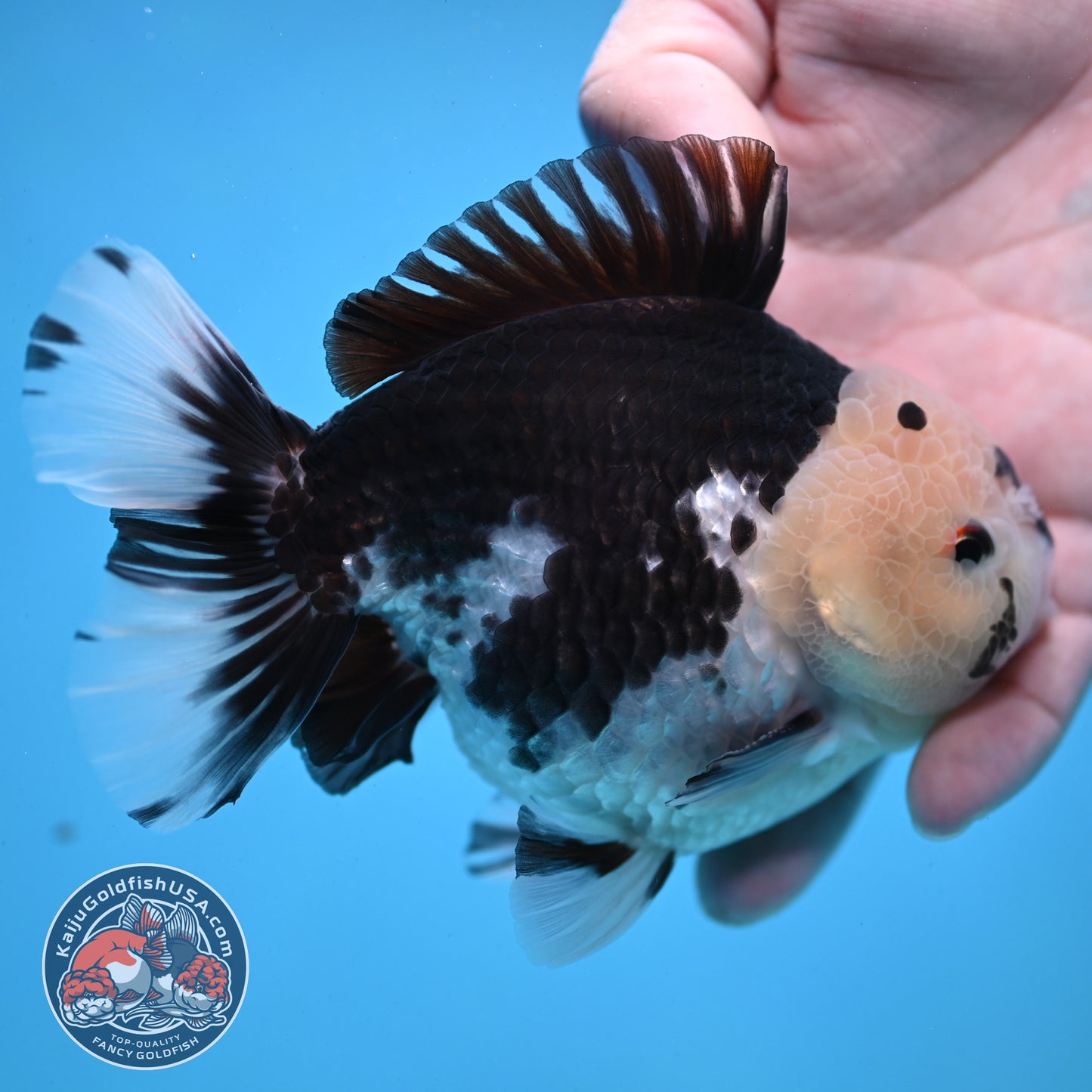Panda YuanBao Oranda 4 inch Body (251121_OR01)