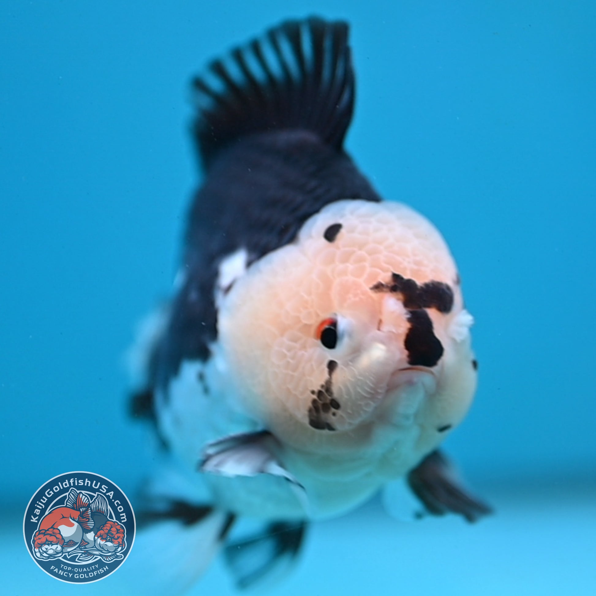 Panda YuanBao Oranda 4 inch Body (251121_OR01)