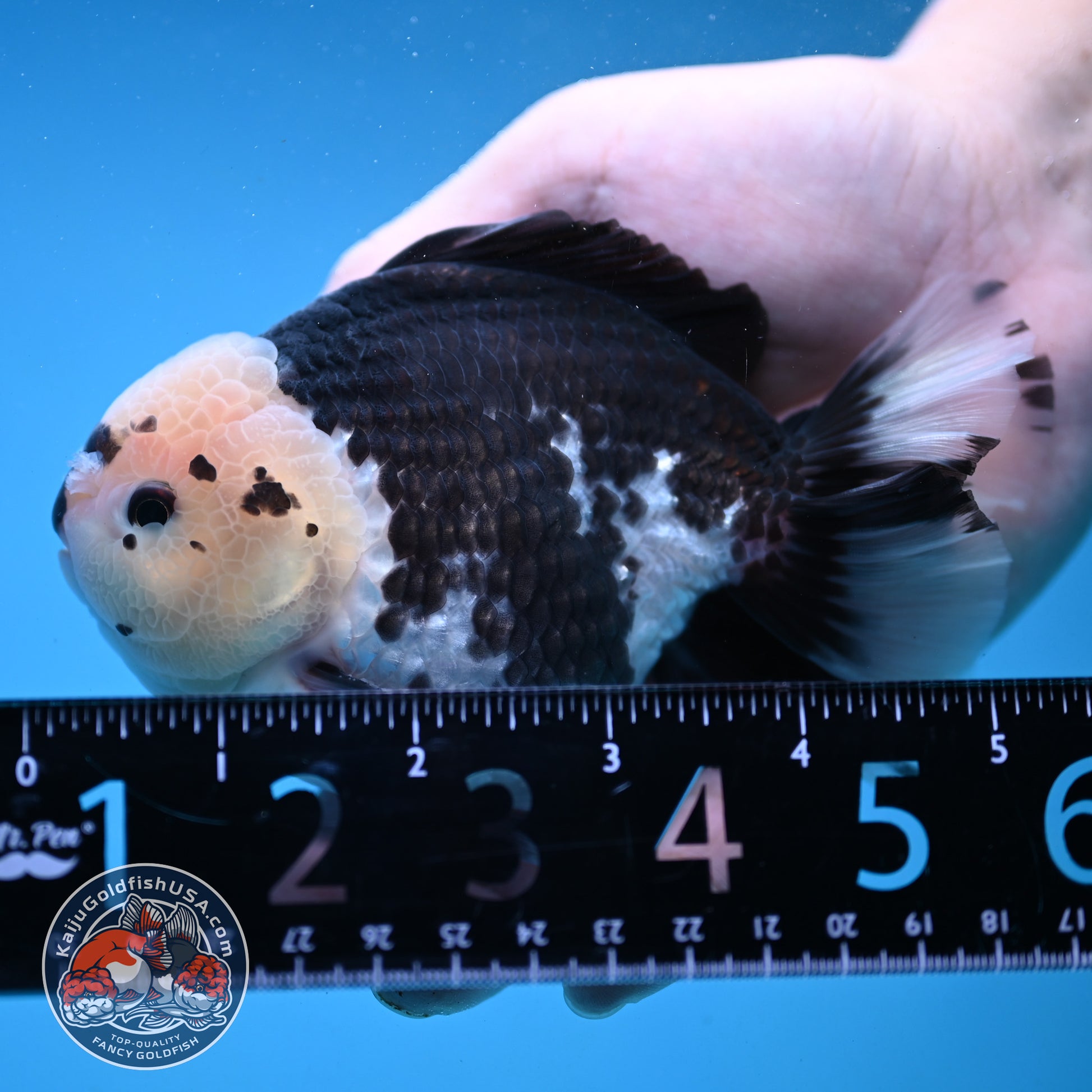 Panda YuanBao Oranda 4 inch Body (251121_OR01)