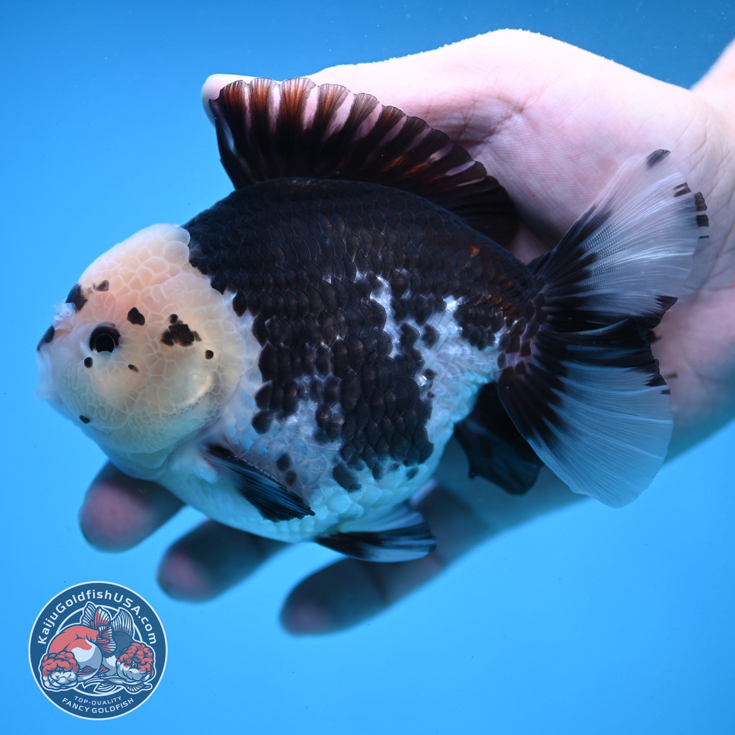 Panda YuanBao Oranda 4 inch Body (251121_OR01)