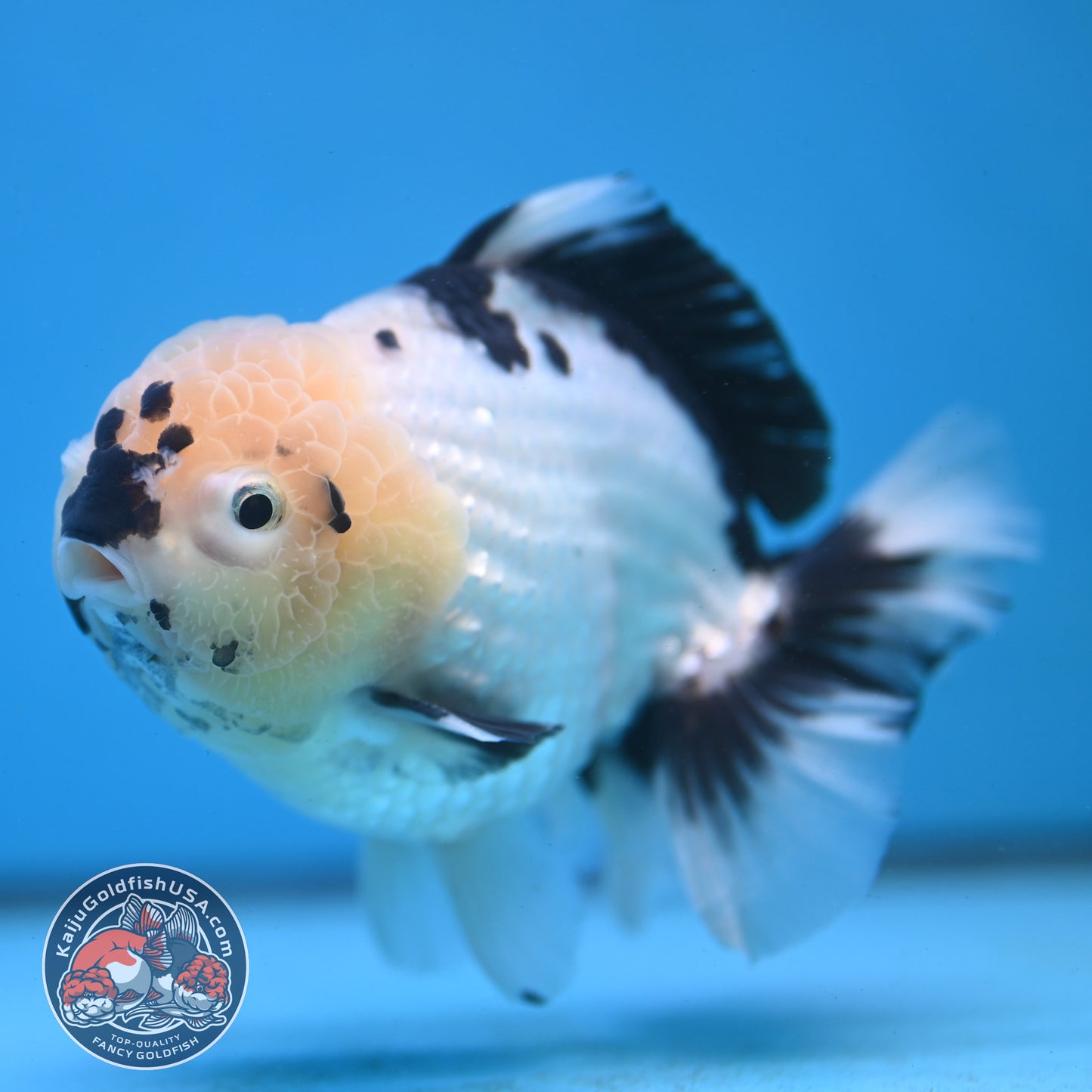 Panda YuanBao Oranda 4.5 inch Body (251121_OR02)