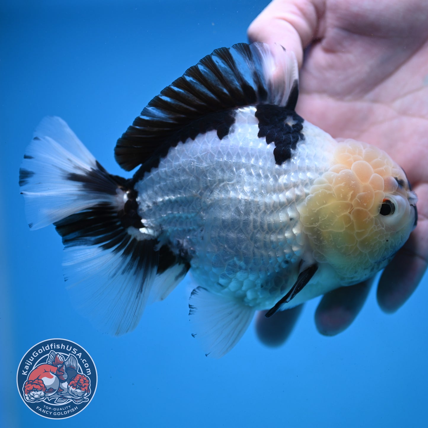 Panda YuanBao Oranda 4.5 inch Body (251121_OR02)