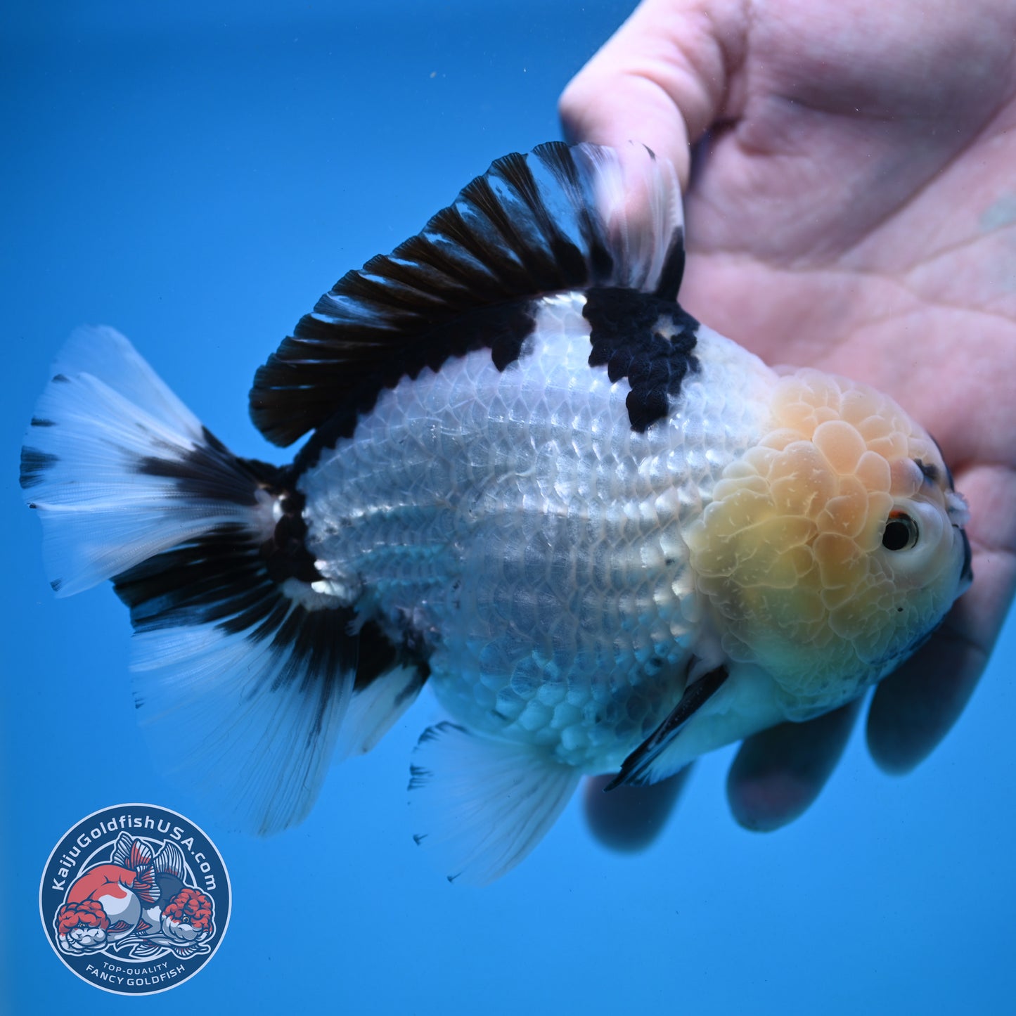 Panda YuanBao Oranda 4.5 inch Body (251121_OR02)