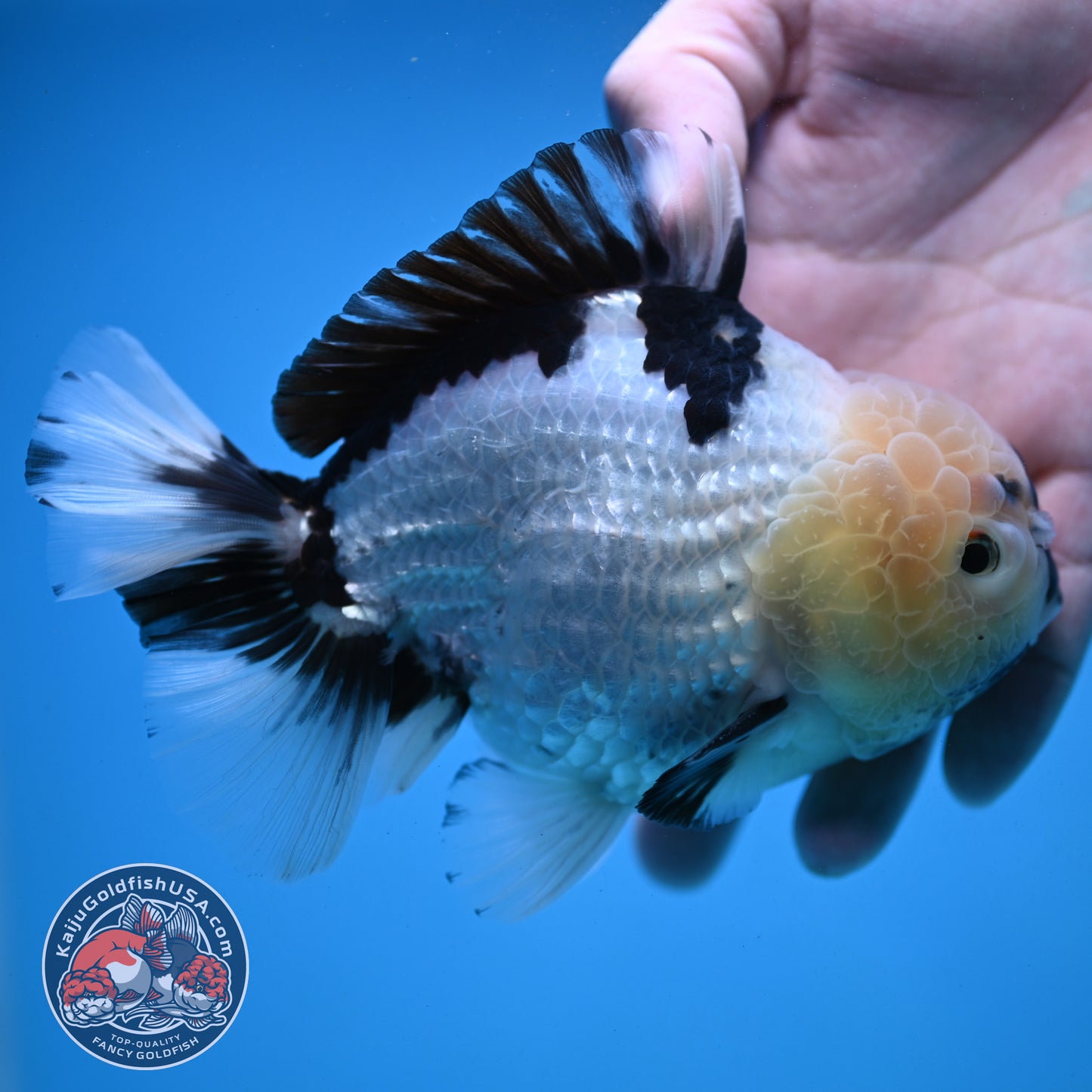Panda YuanBao Oranda 4.5 inch Body (251121_OR02)