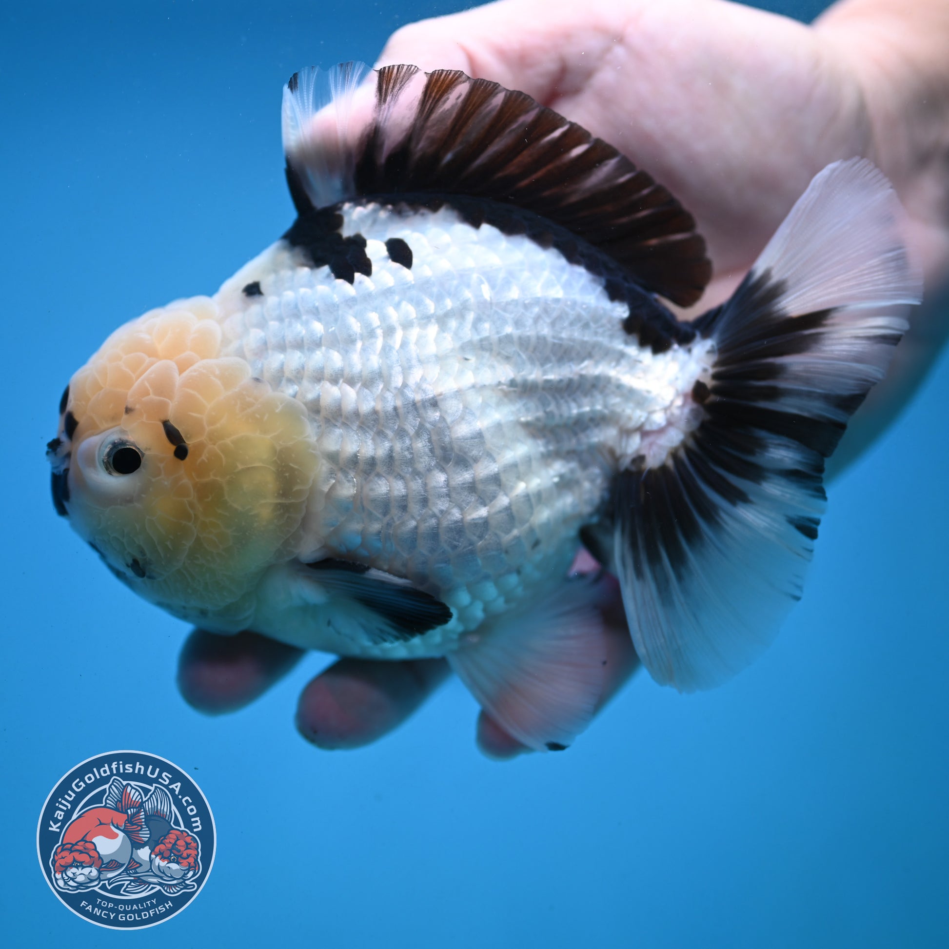 Panda YuanBao Oranda 4.5 inch Body (251121_OR02)