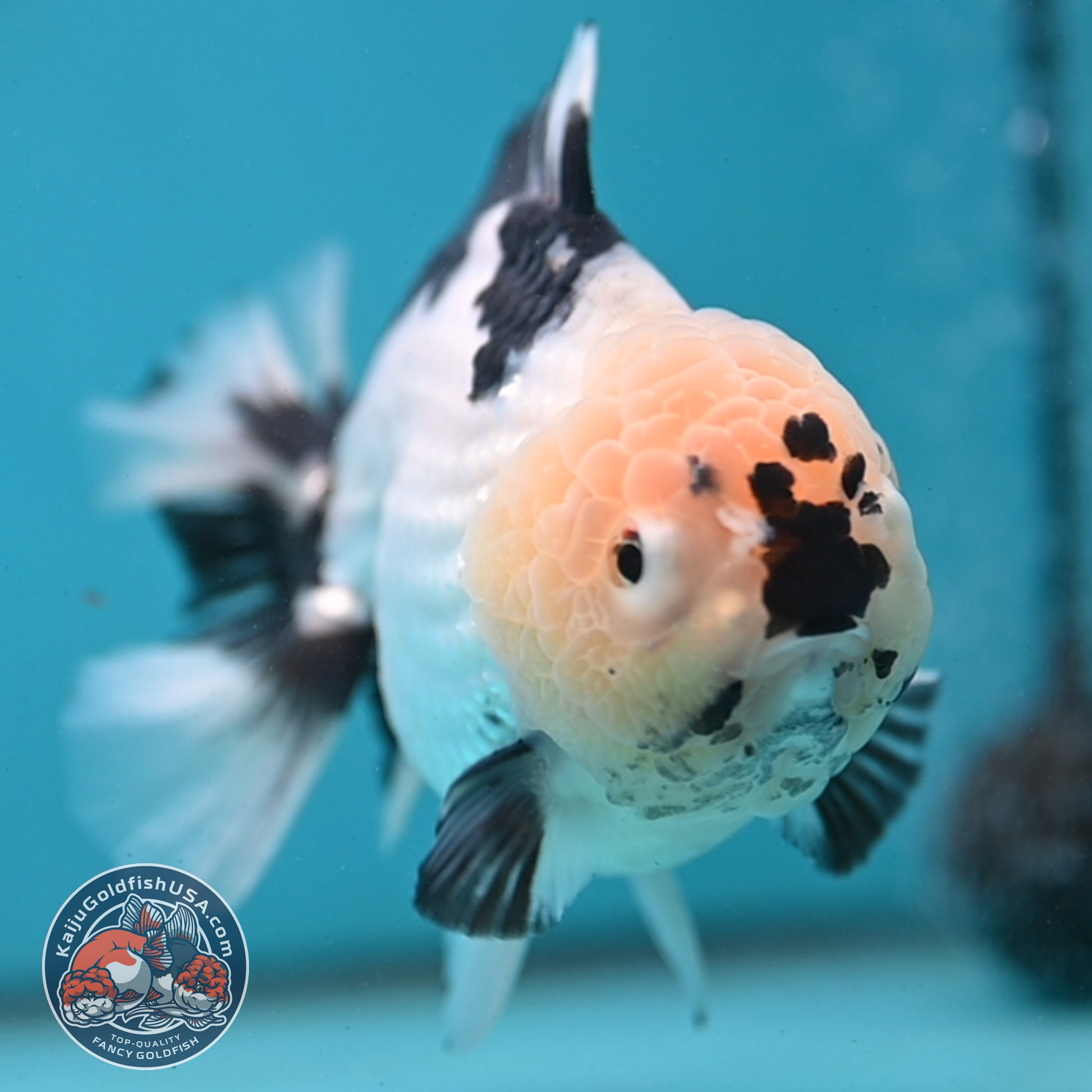 Panda YuanBao Oranda 4.5 inch Body (251121_OR02)