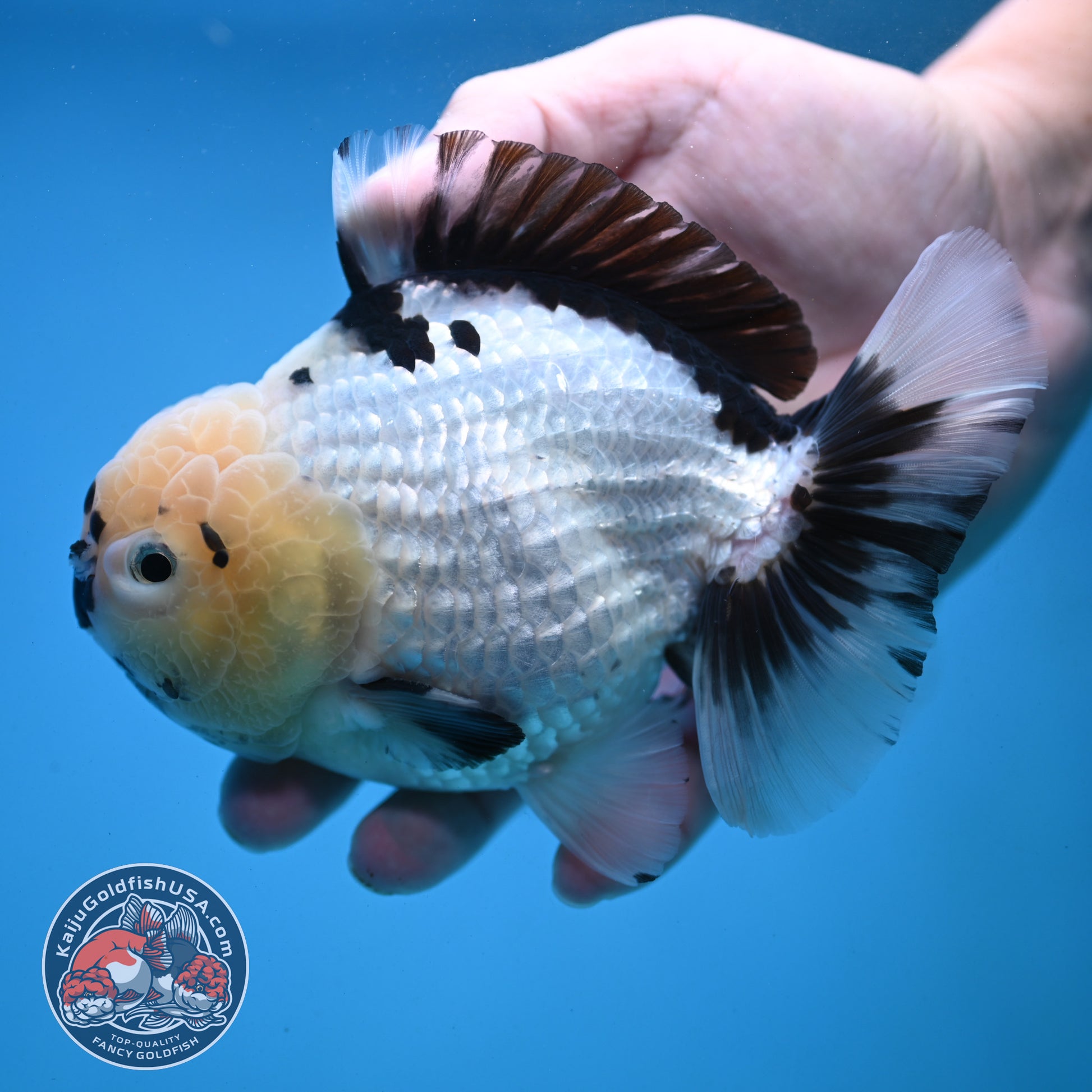 Panda YuanBao Oranda 4.5 inch Body (251121_OR02)