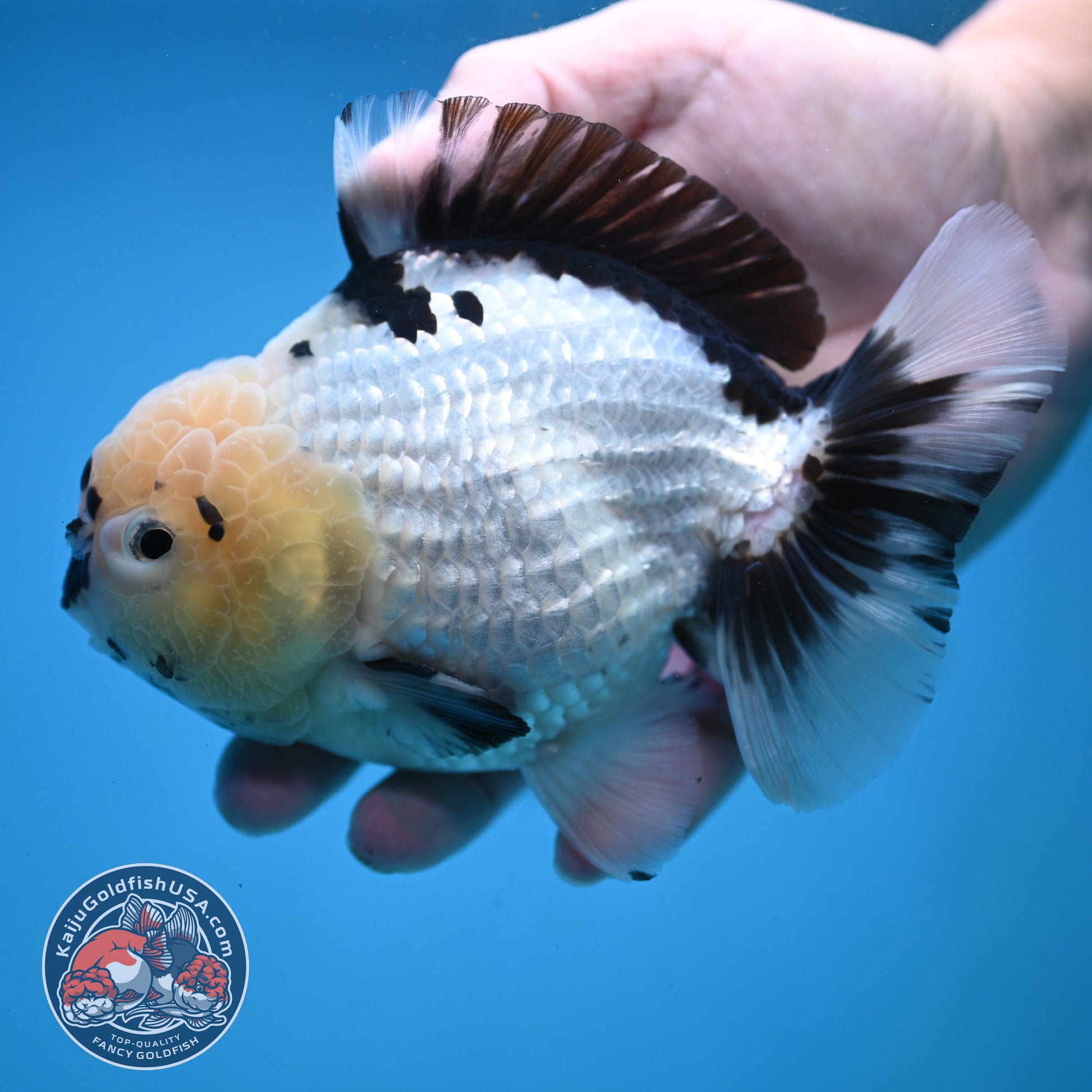 Panda YuanBao Oranda 4.5 inch Body (251121_OR02)