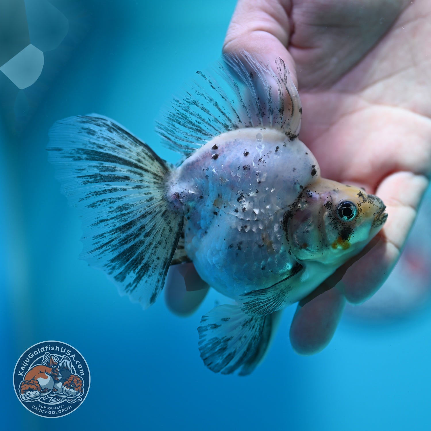 Pearly White Broad Tail Ryukin 3 inch Body (260612_RY02)