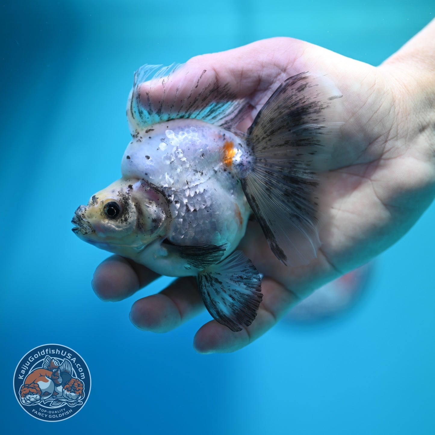 Pearly White Broad Tail Ryukin 3 inch Body (260612_RY02)