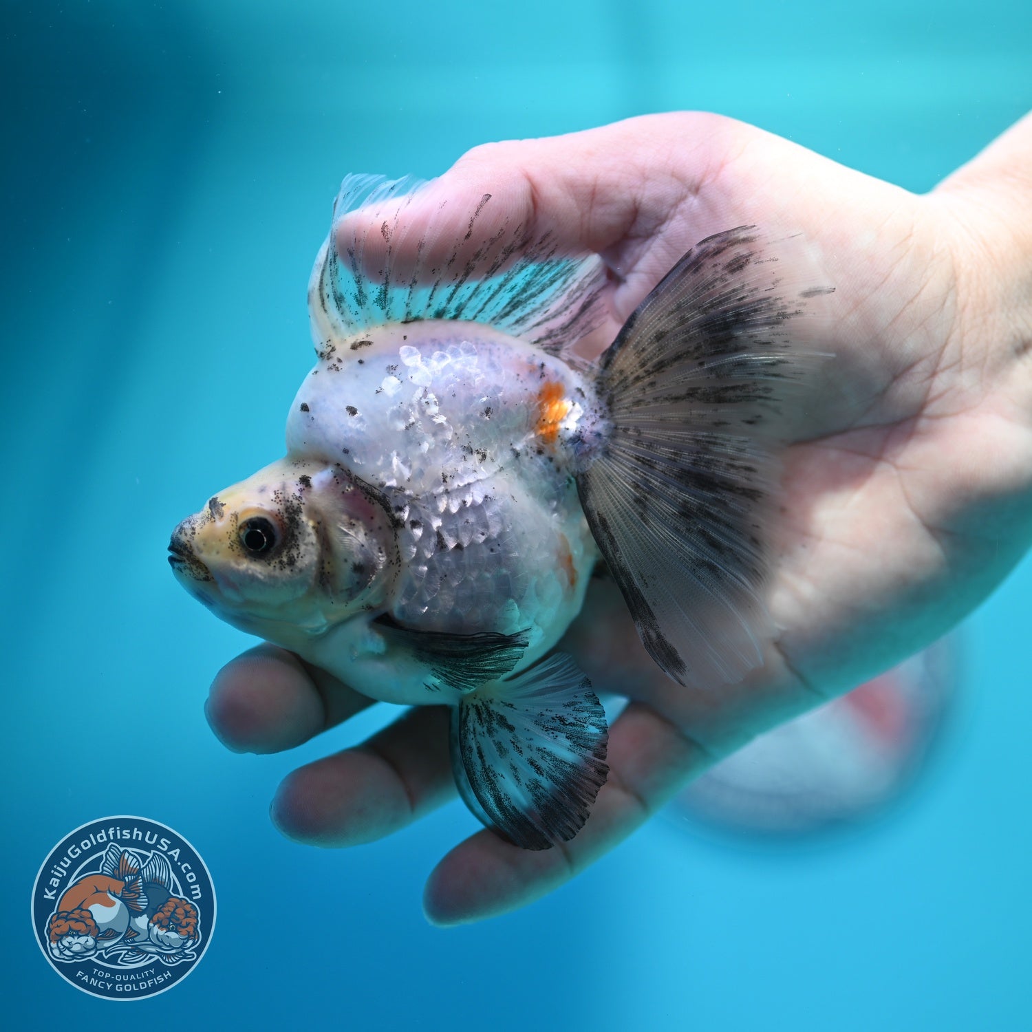 Pearly White Broad Tail Ryukin 3 inch Body (260612_RY02)