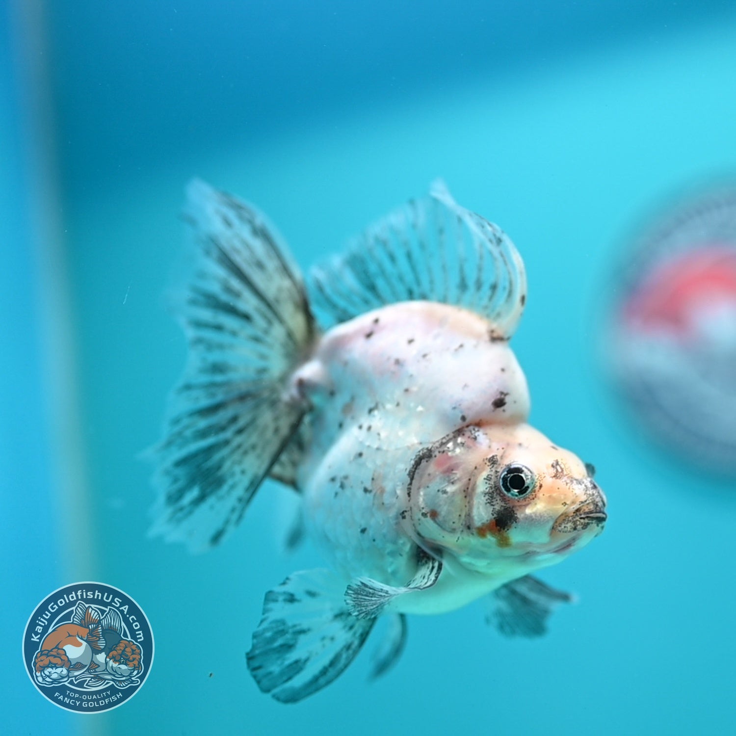 Pearly White Broad Tail Ryukin 3 inch Body (260612_RY02)