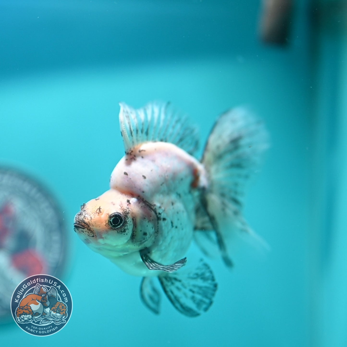 Pearly White Broad Tail Ryukin 3 inch Body (260612_RY02)