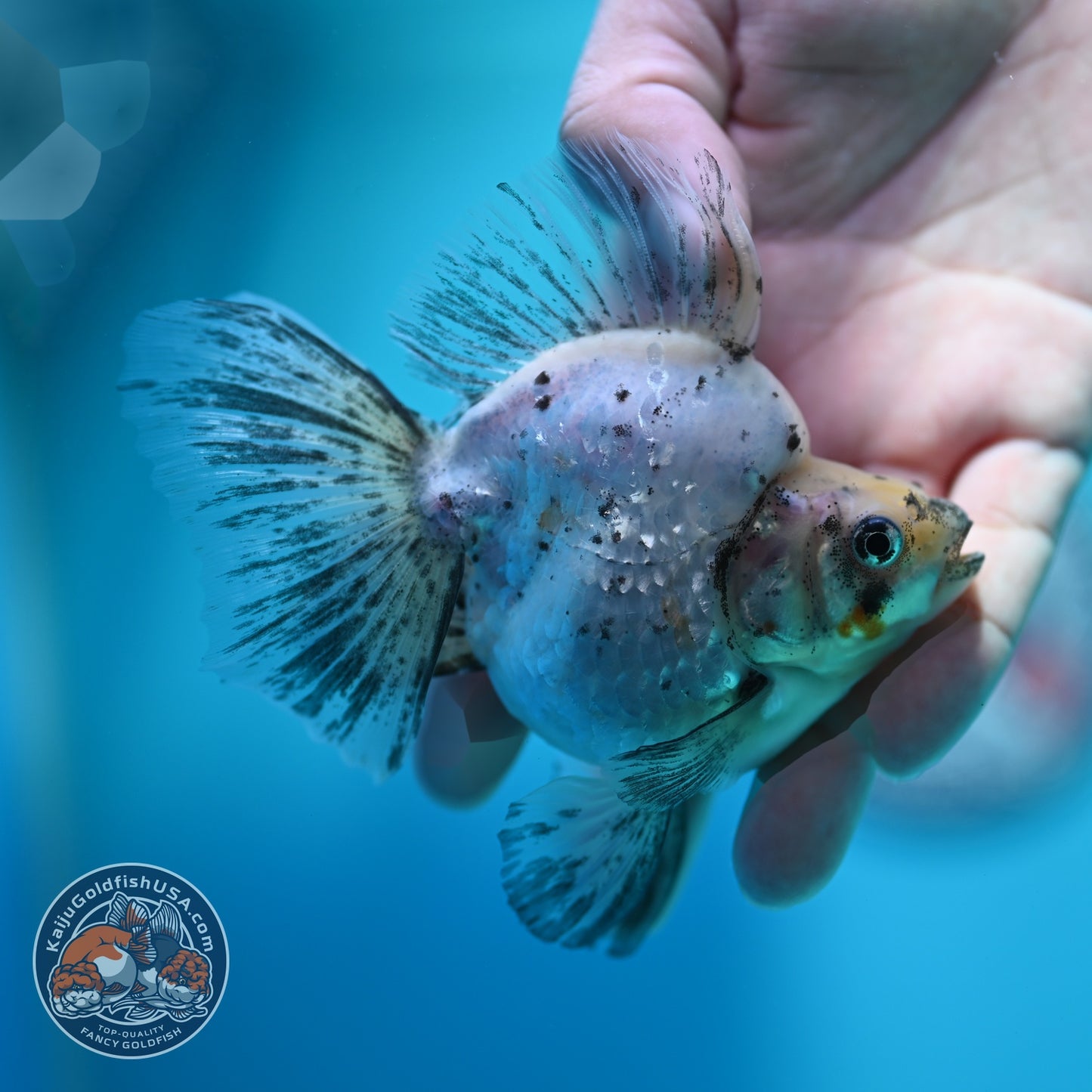 Pearly White Broad Tail Ryukin 3 inch Body (260612_RY02)