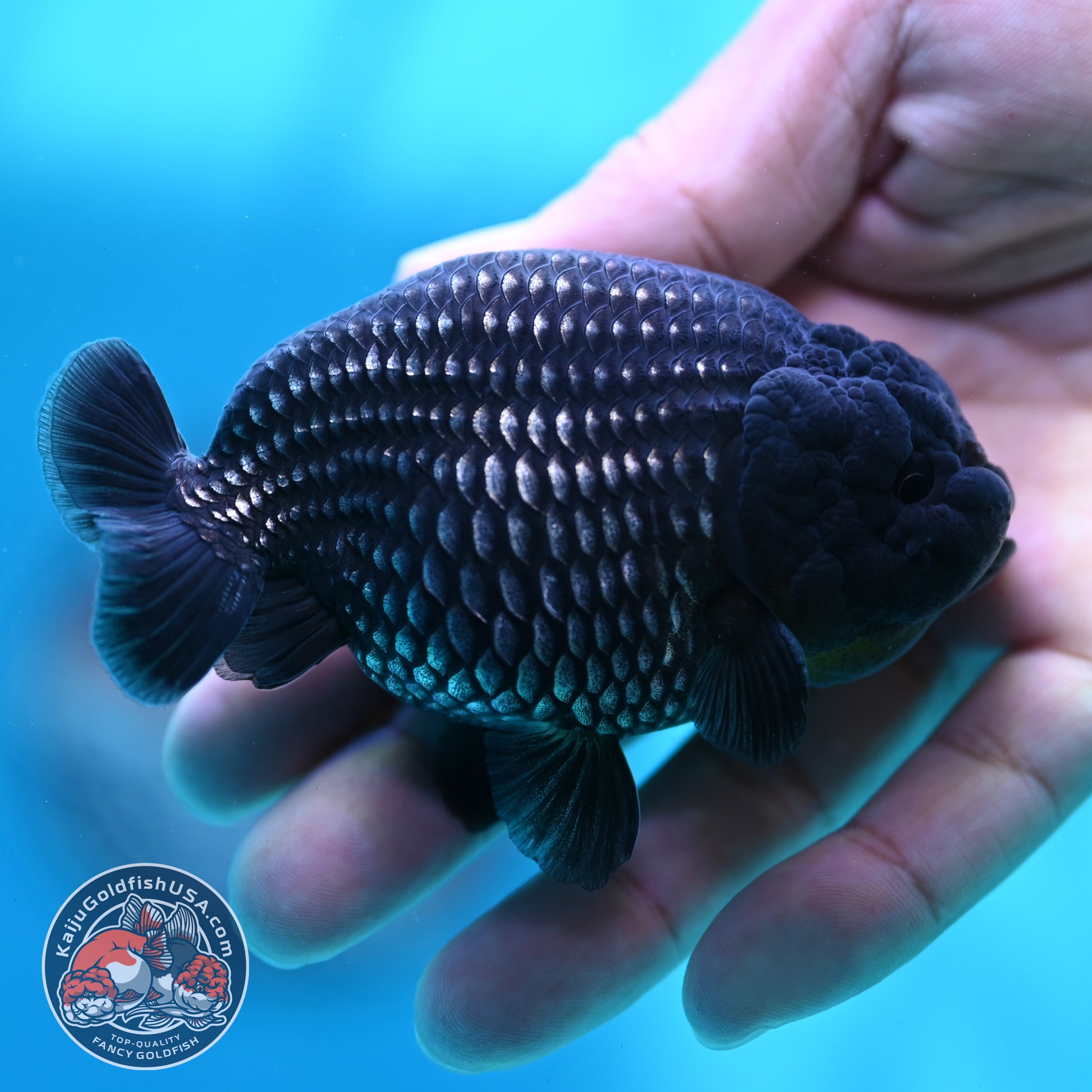 Platinum Ranchu 3.2 inch Body (260508_RC02)