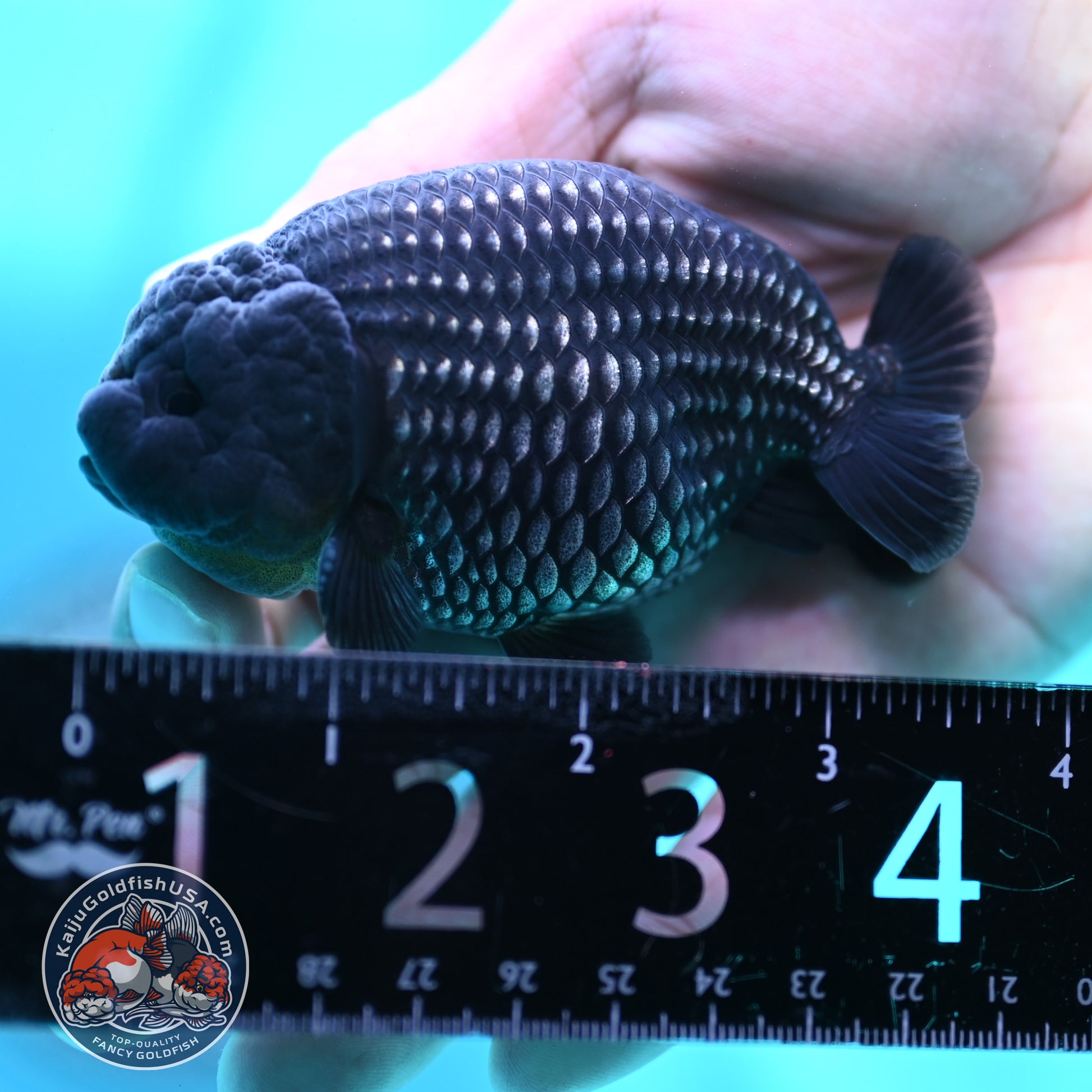 Platinum Ranchu 3.2 inch Body (260508_RC02)