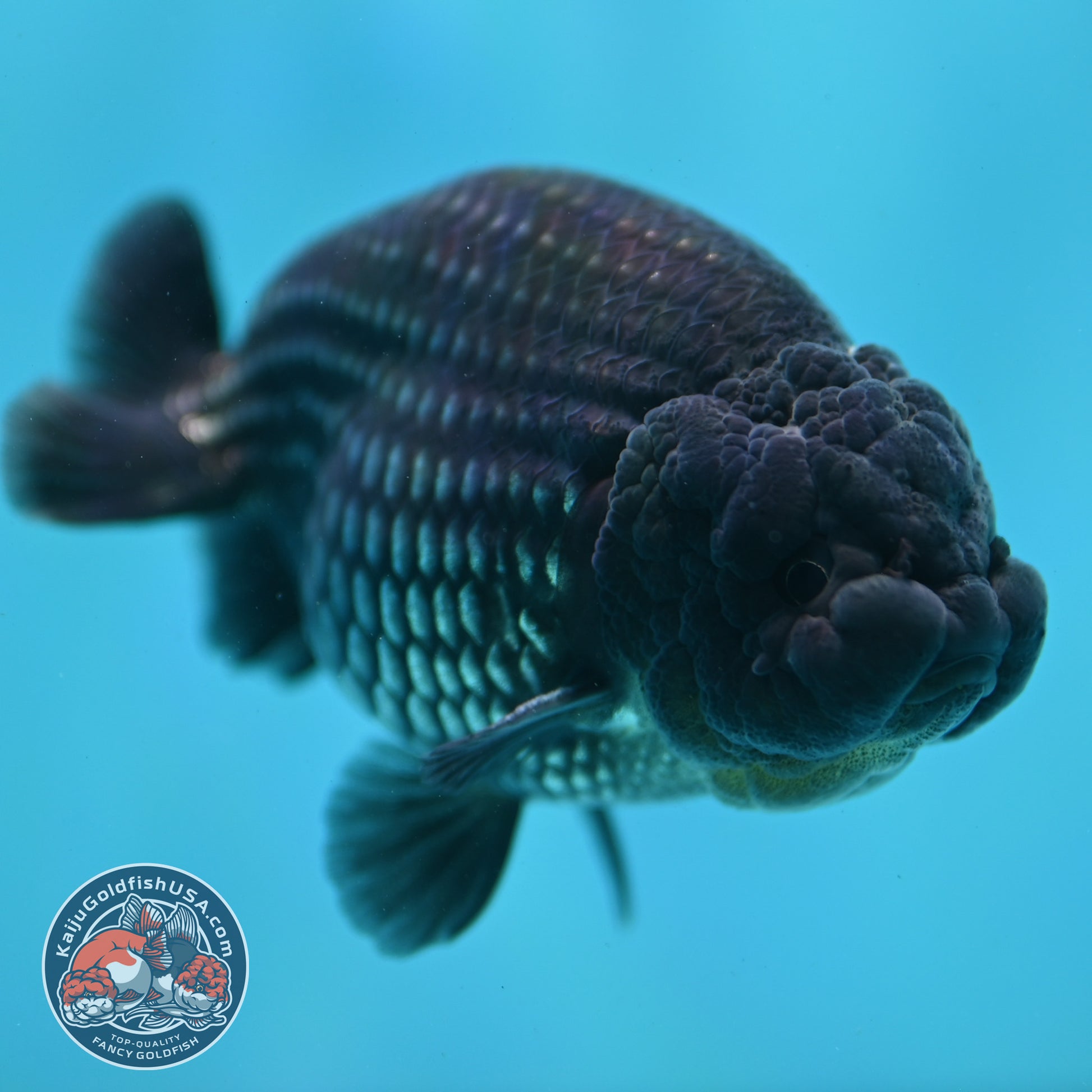 Platinum Ranchu 3.2 inch Body (260508_RC02)