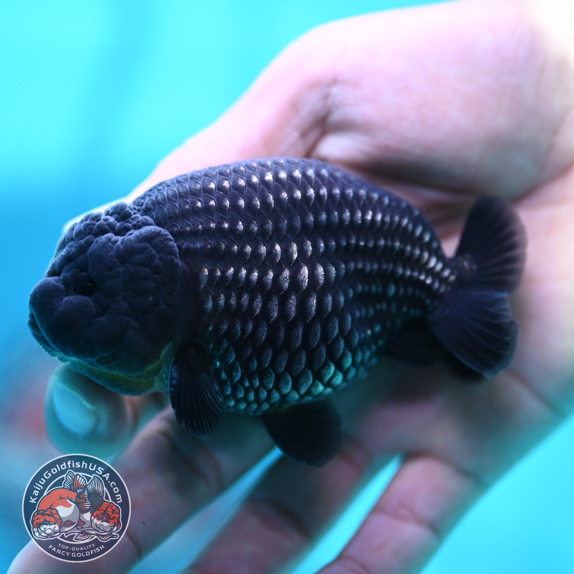 Platinum Ranchu 3.2 inch Body (260508_RC02)