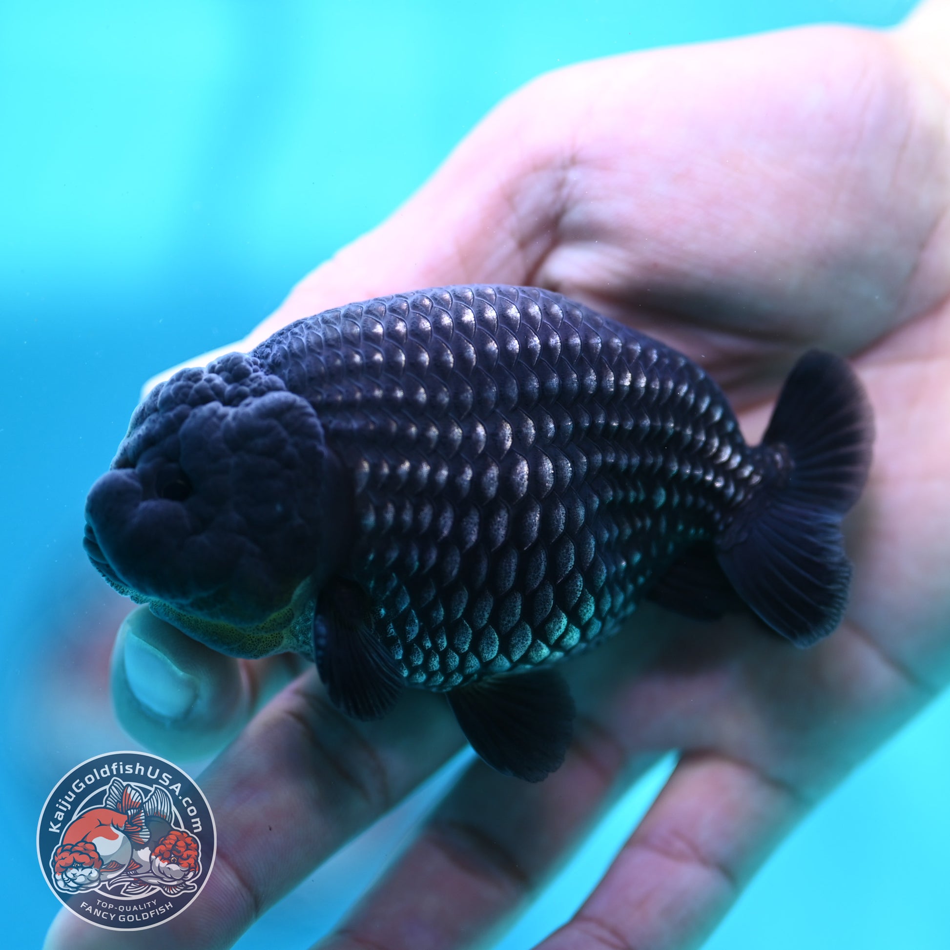 Platinum Ranchu 3.2 inch Body (260508_RC02)