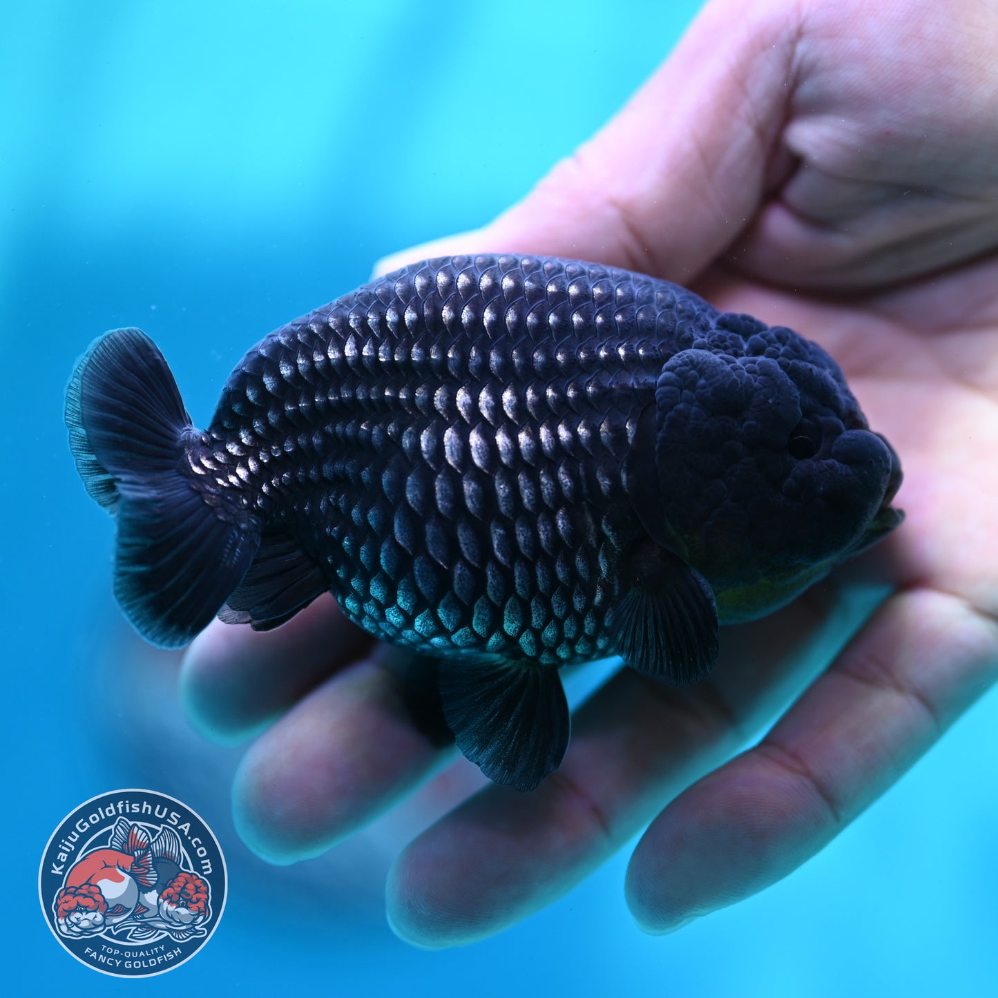 Platinum Ranchu 3.2 inch Body (260508_RC02)