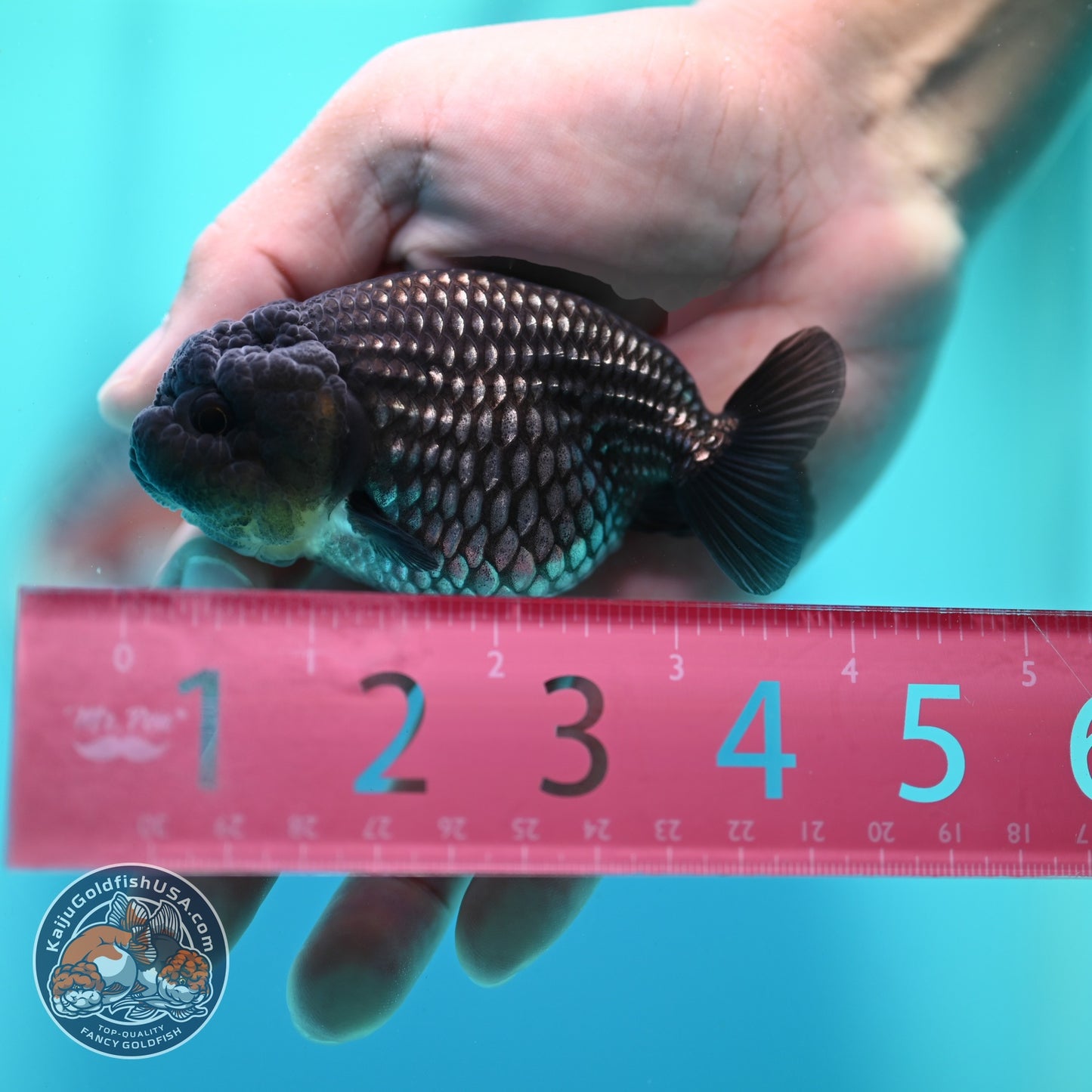 Platinum Ranchu 3.5 inch Body (260522_RC07)