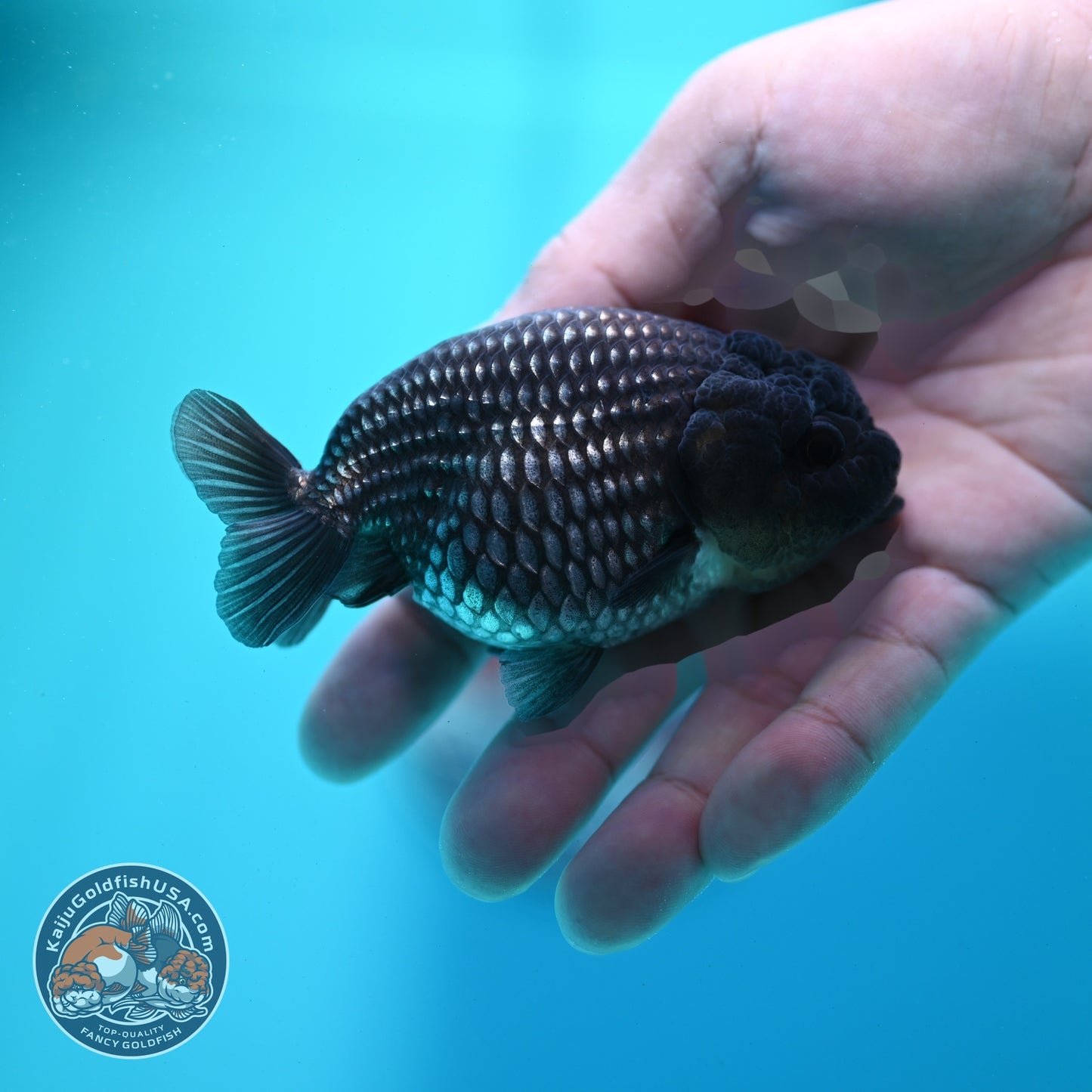 Platinum Ranchu 3.5 inch Body (260522_RC07)