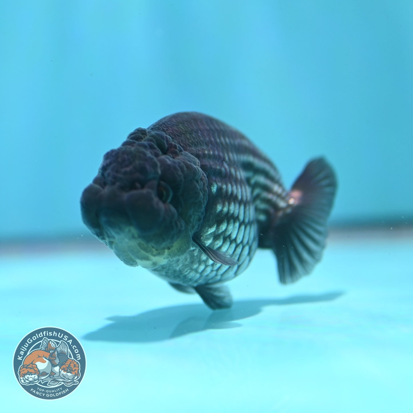 Platinum Ranchu 3.5 inch Body (260522_RC07)