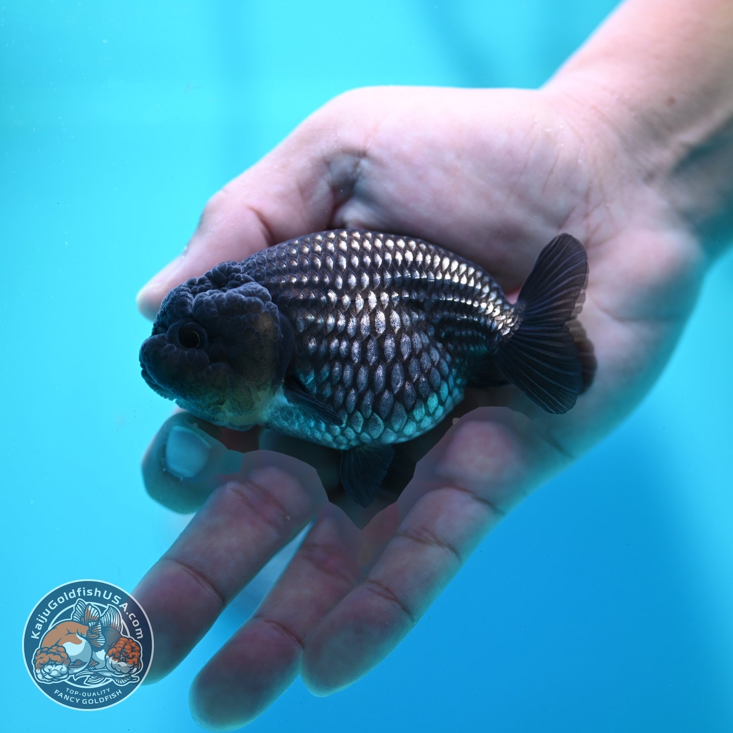 Platinum Ranchu 3.5 inch Body (260522_RC07)