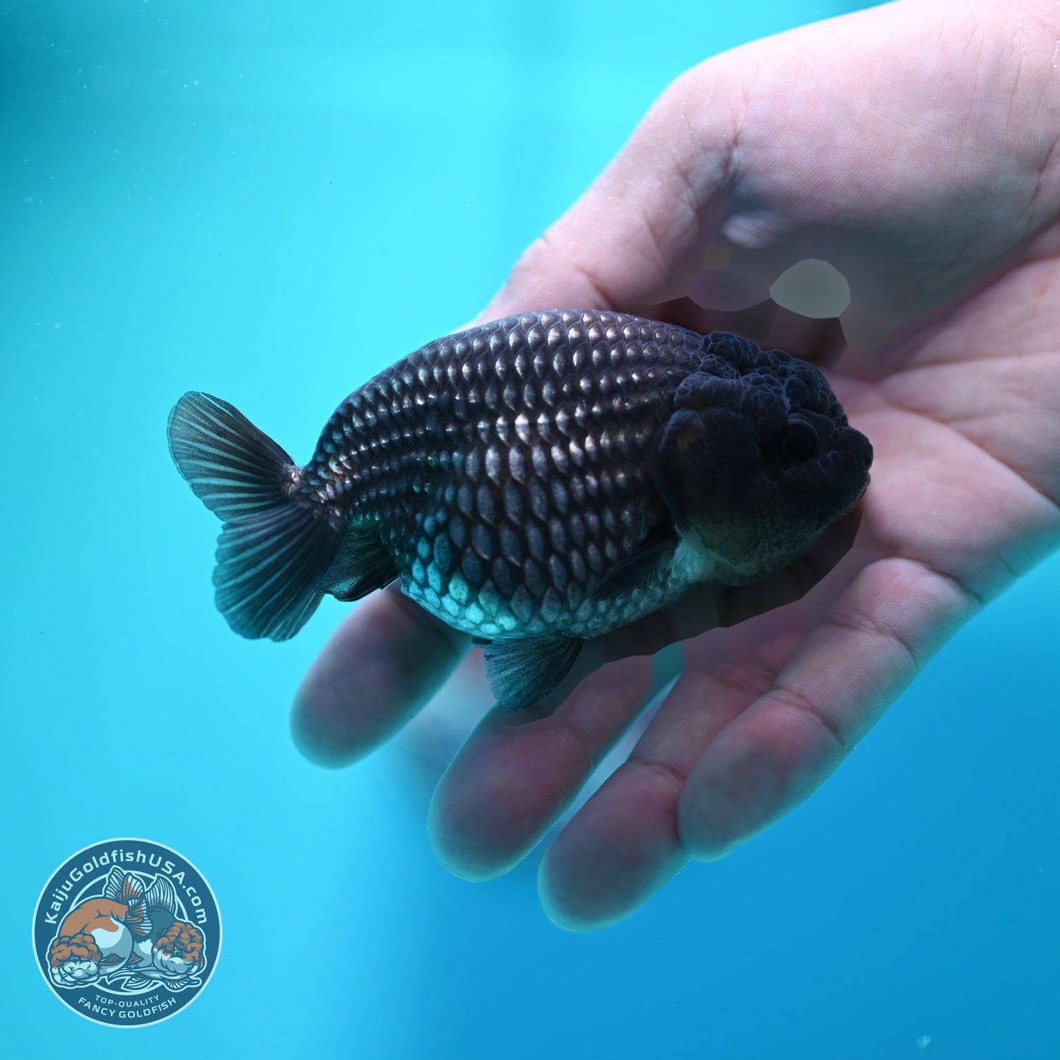 Platinum Ranchu 3.5 inch Body (260522_RC07)