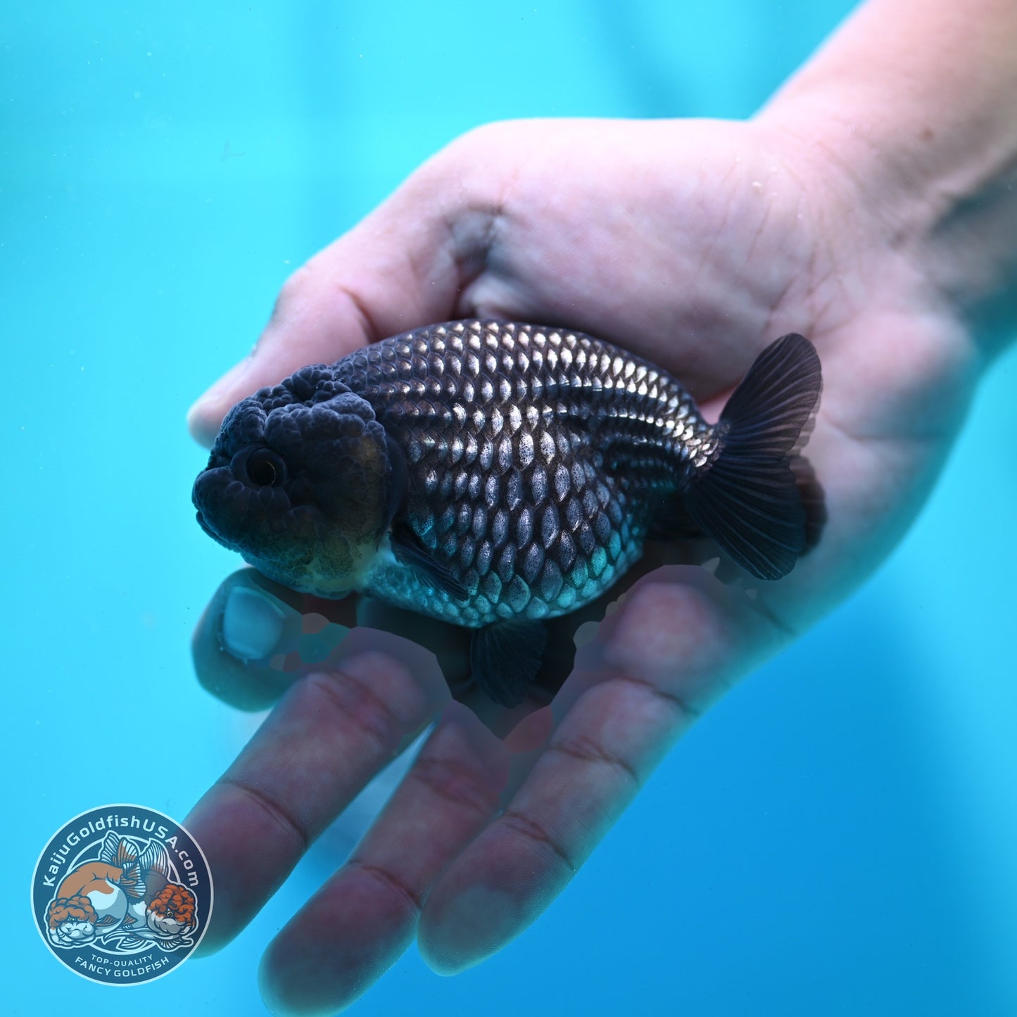 Platinum Ranchu 3.5 inch Body (260522_RC07)