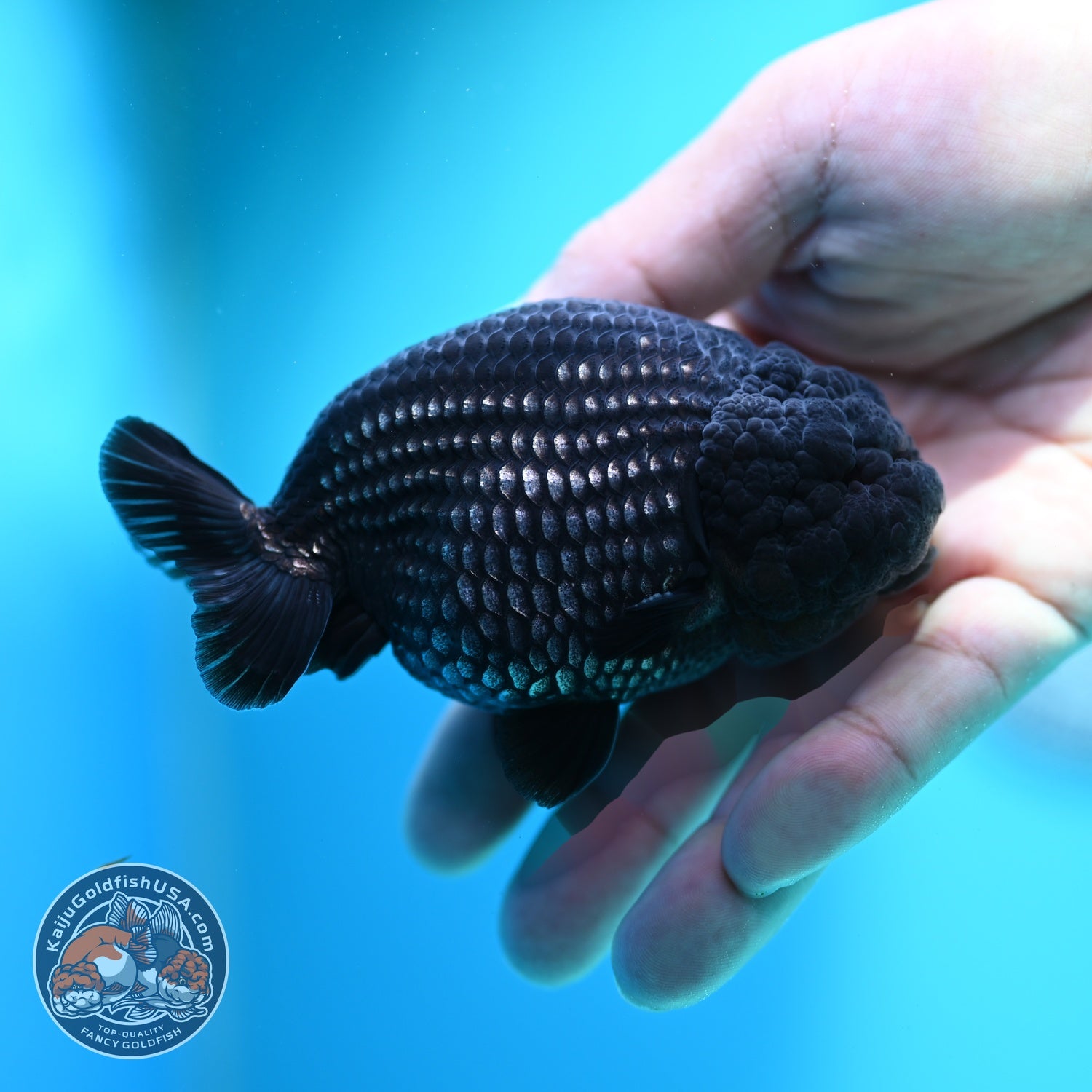Platinum Ranchu 3.5 inch Body (260612_RC07)